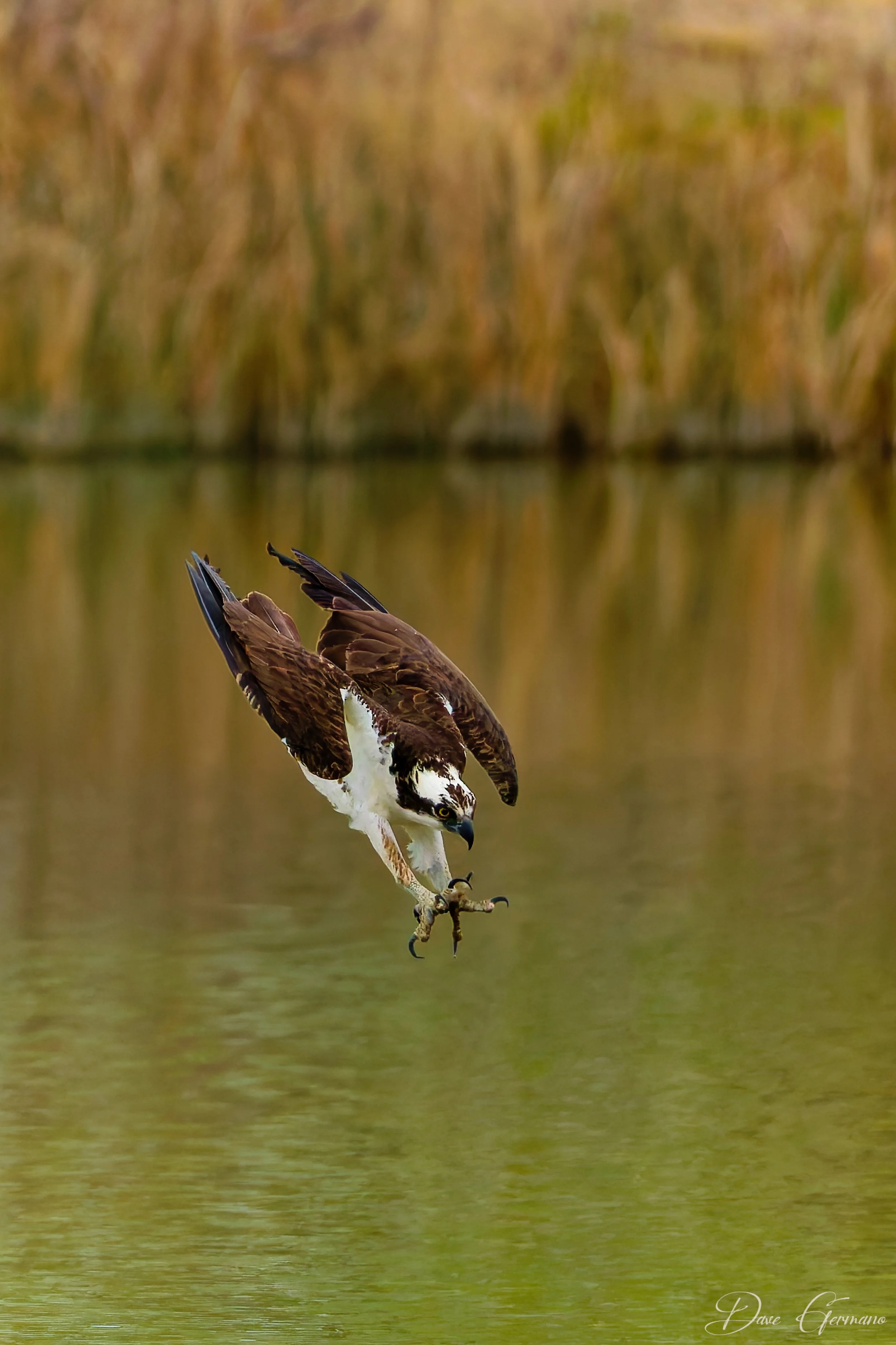 osprey-dive-2_sig.jpg