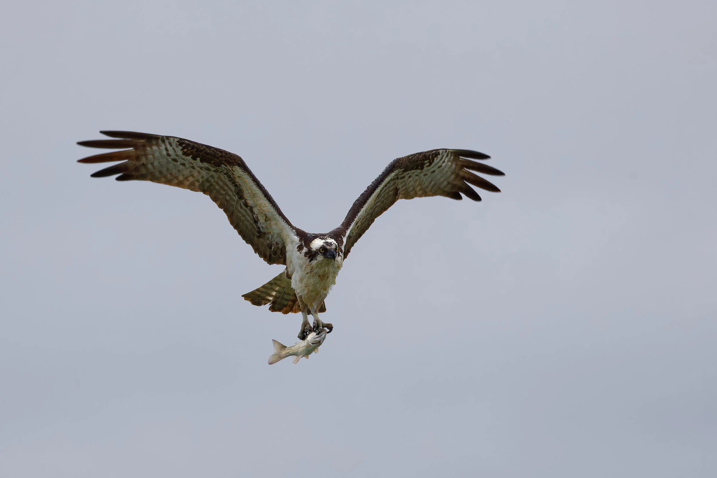 osprey-flight.jpg