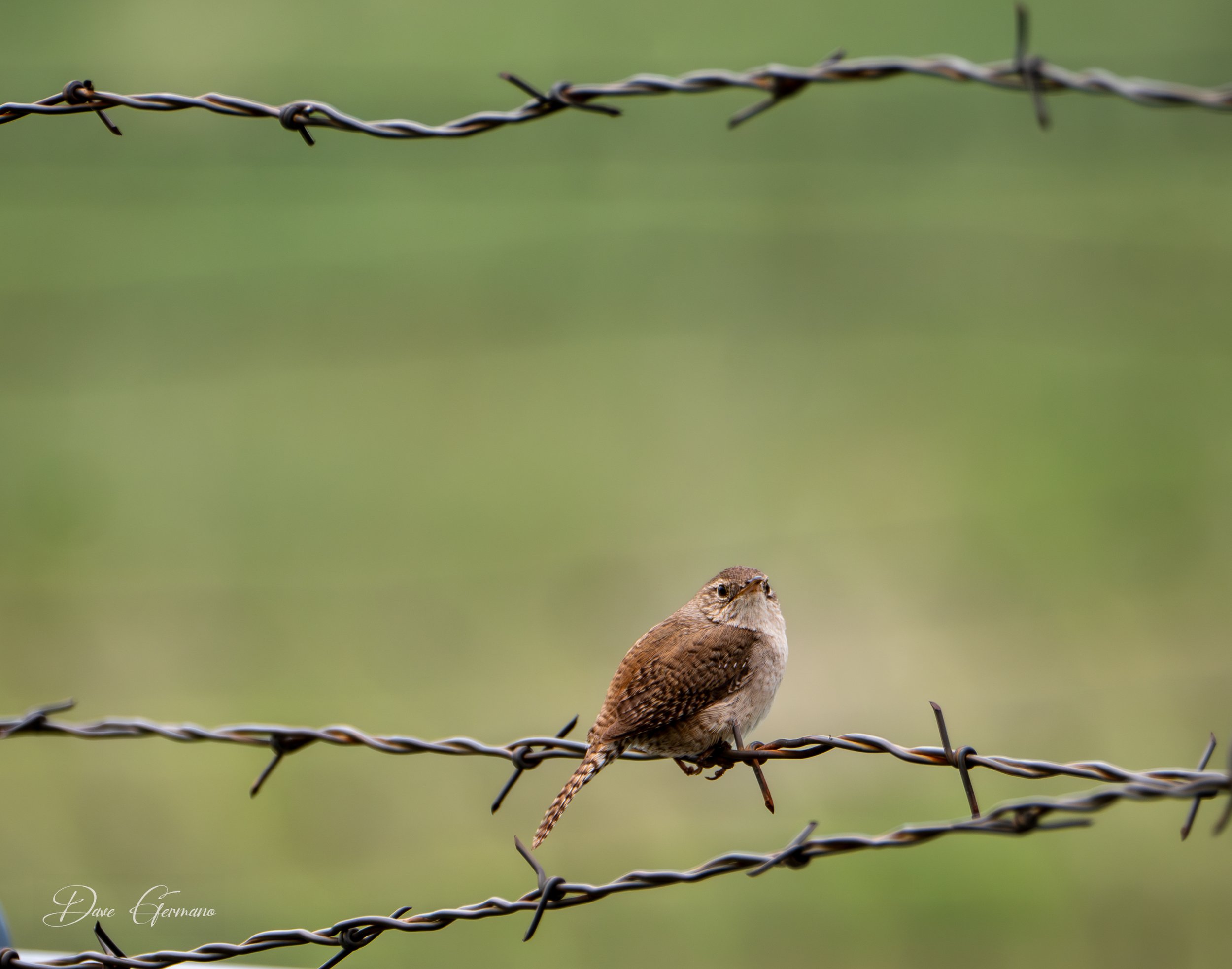 housewren-Louviers-summer2023.jpg