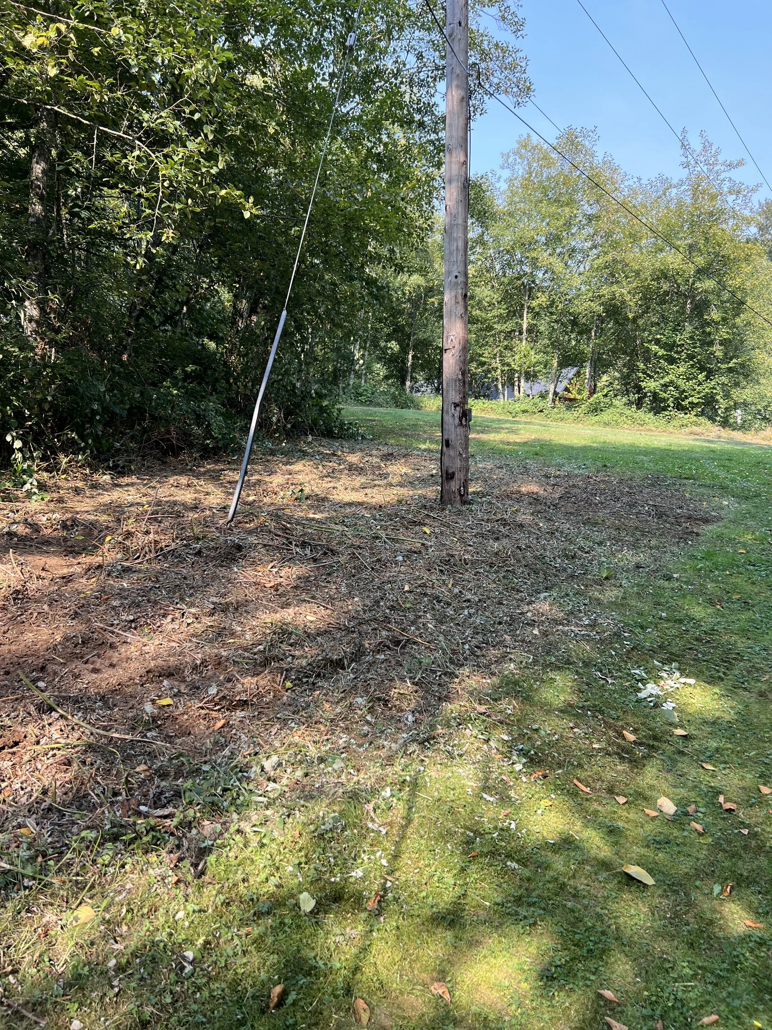A yellow excavator digging a trench in a forest clearing with tall evergreen trees on either side.
