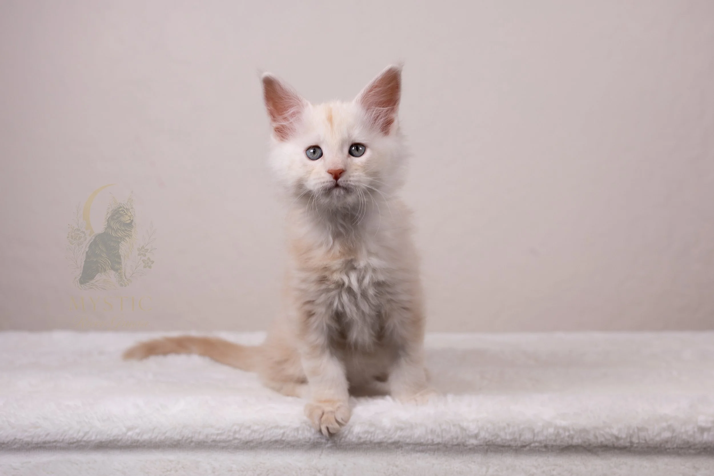 Thor - Male - Available