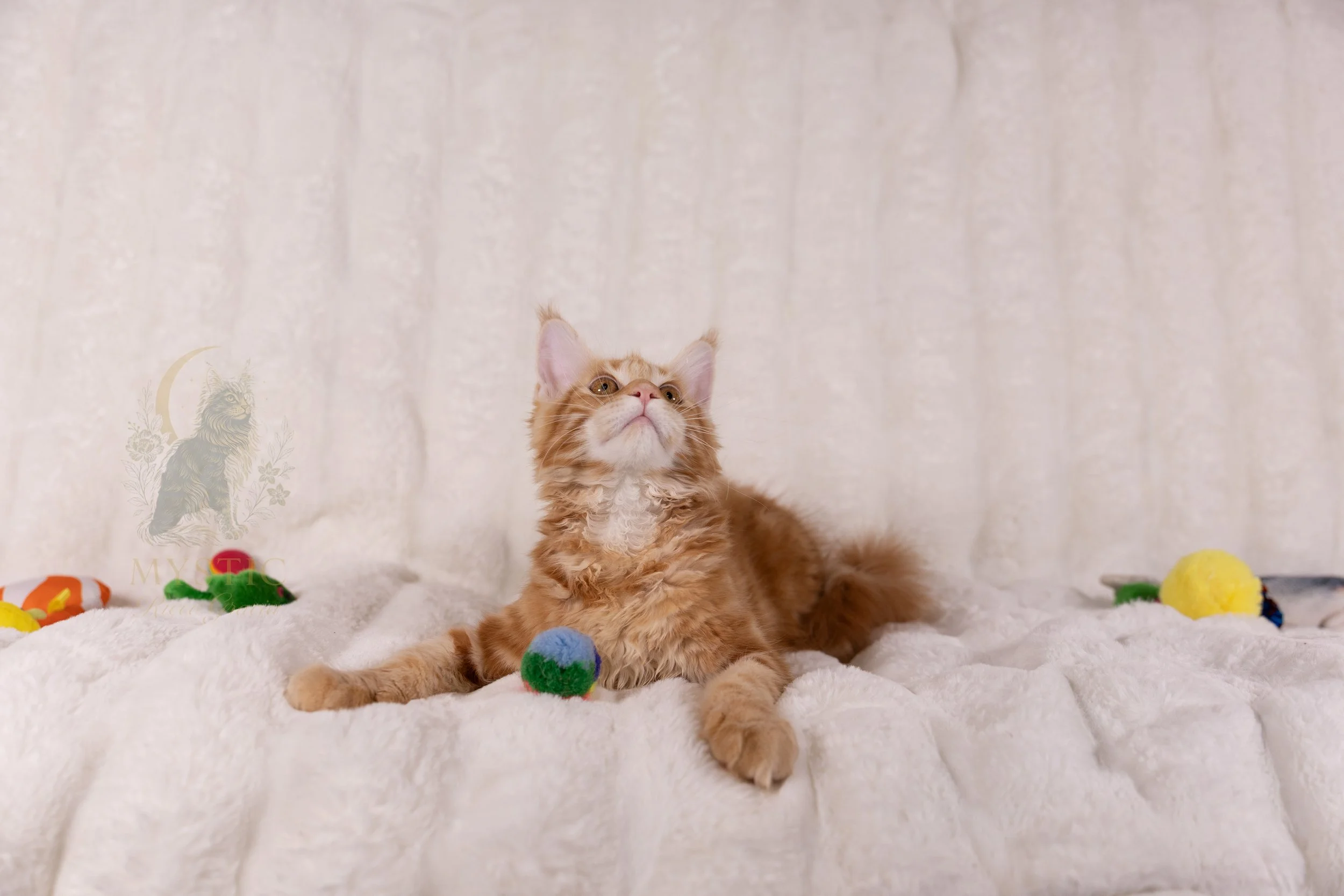 What makes maine coons so special..