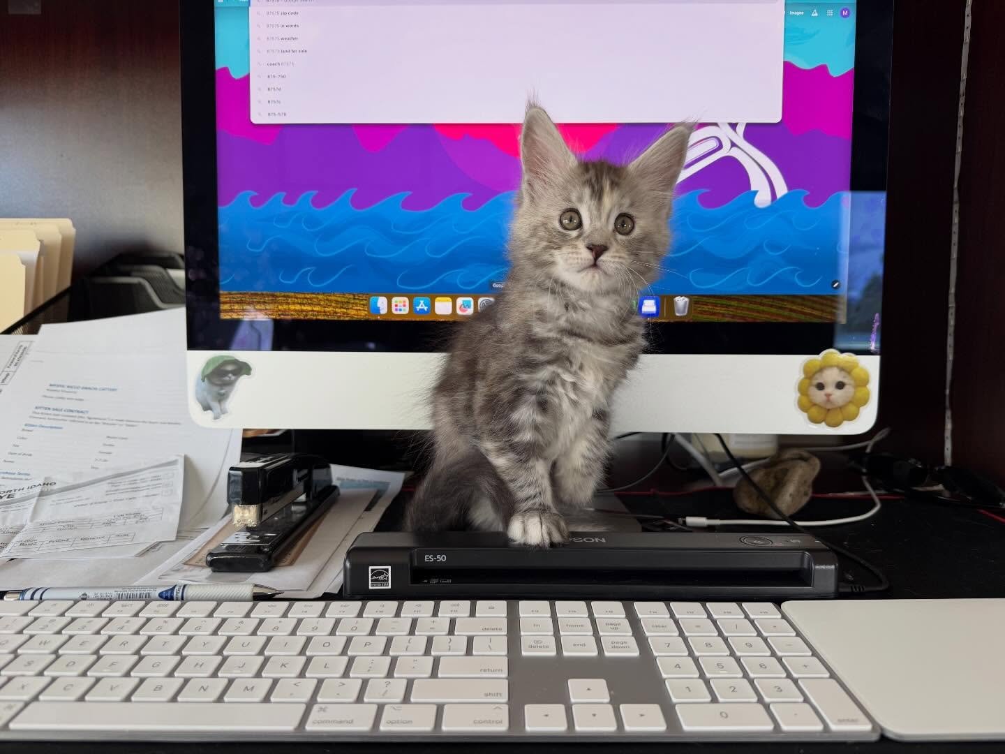 They&rsquo;re finally big enough to jump up on the computer desk so I shall put them to work 😂