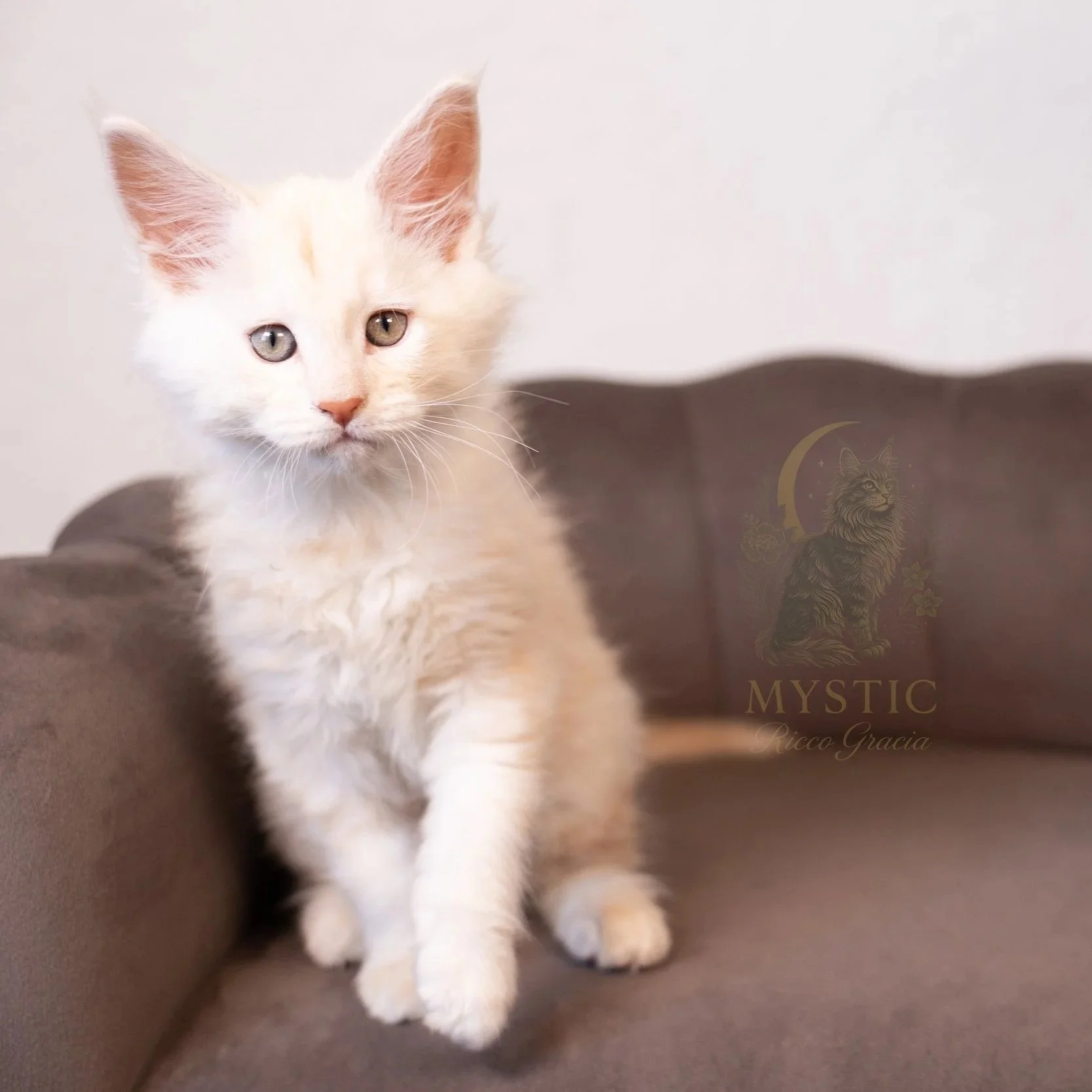 Thor - Reserved