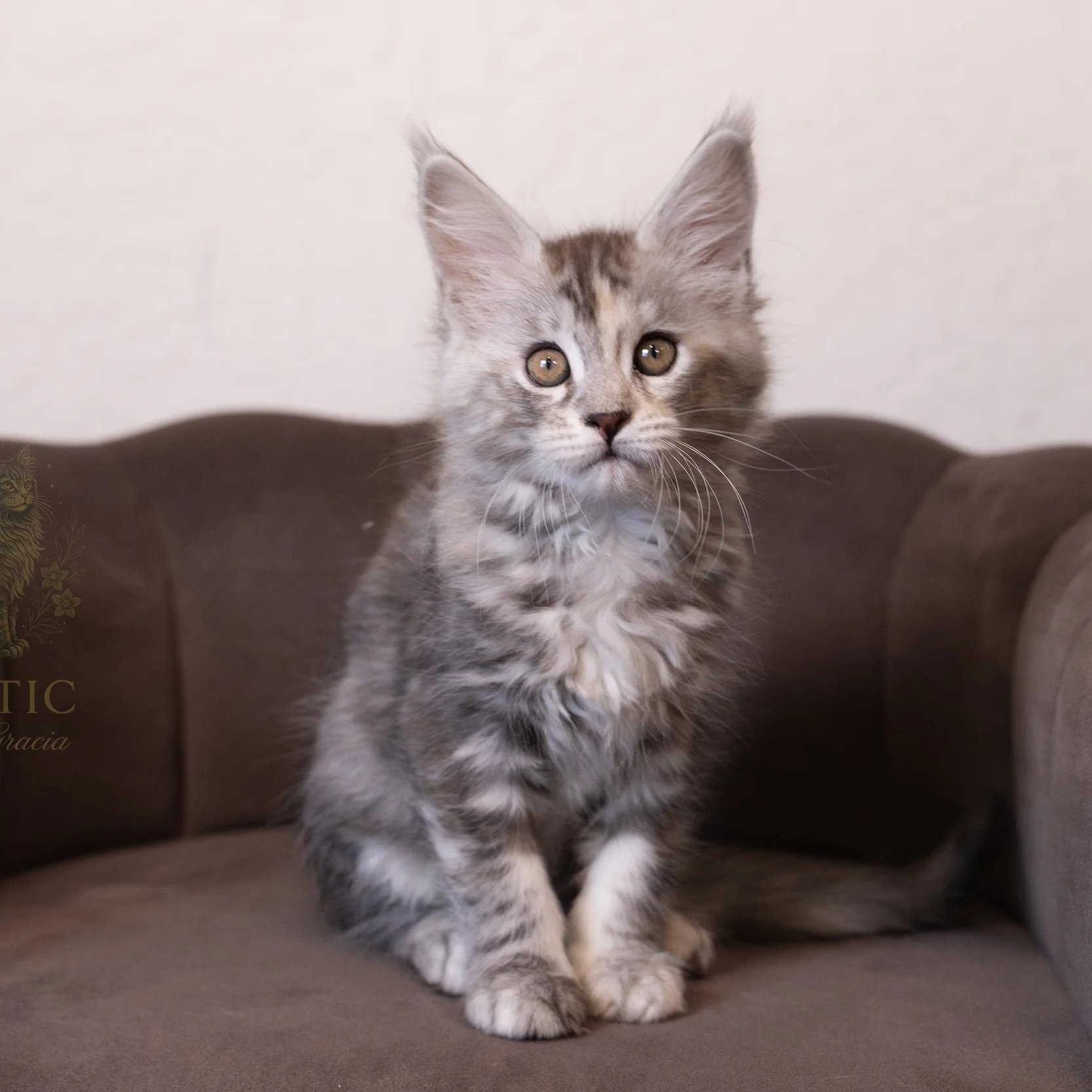 Tess - Reserved