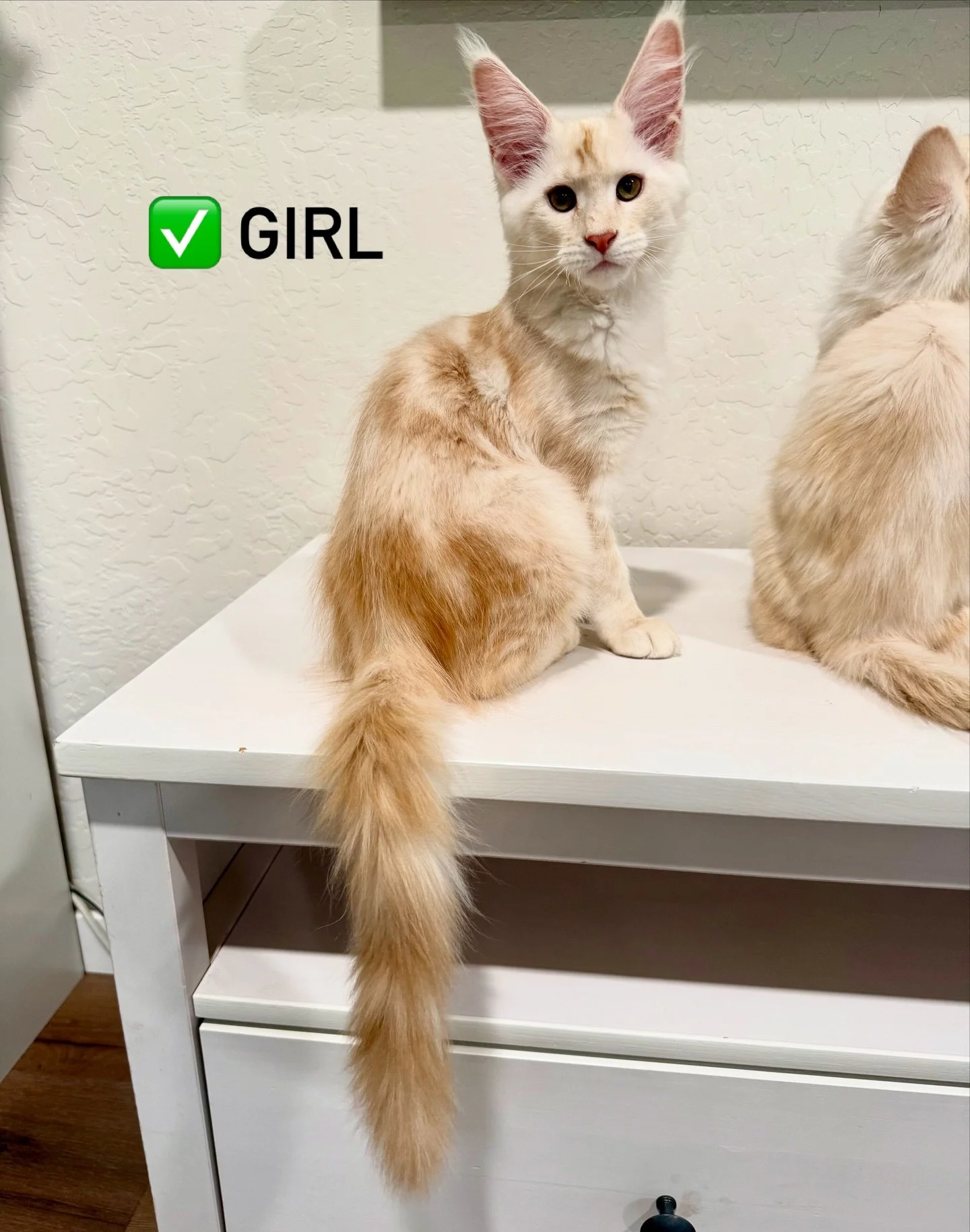 This big girl is still looking for her forever family. Ready to go home soon &hearts;️