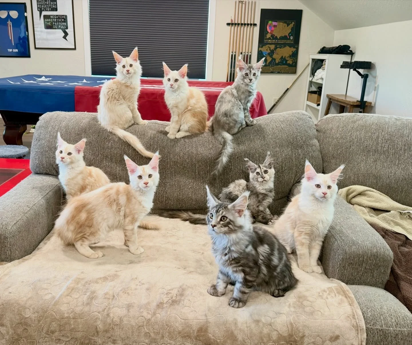Getting 8 kittens to look towards the camera at the same time is hard. It takes 3 people and making lots of strange sounds 😂 but we wanted to get one last picture of all of them together before they start going to their new homes.