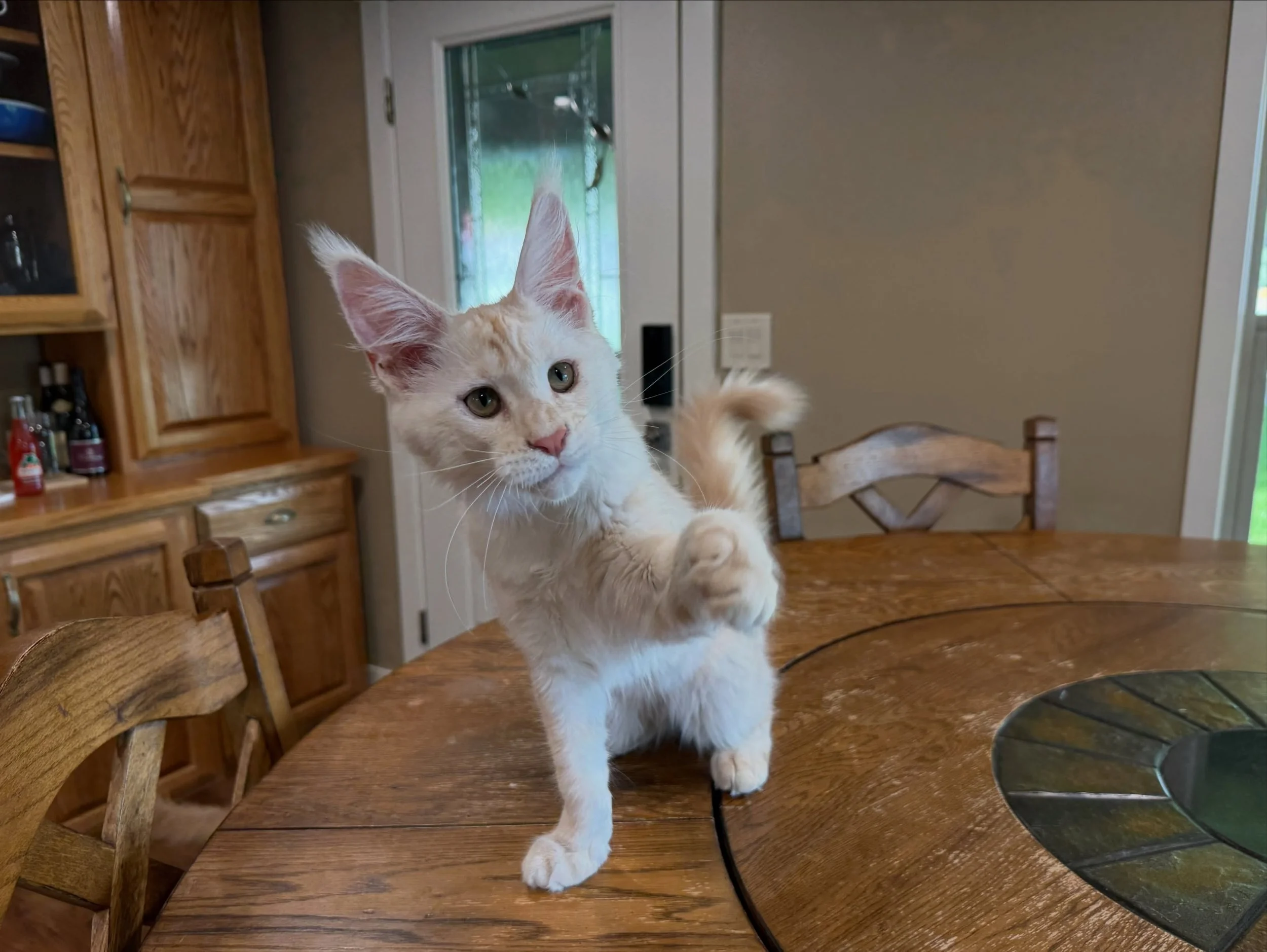 This beautiful girl is still 👀 for a 🏠. She&rsquo;s so sweet 🥲