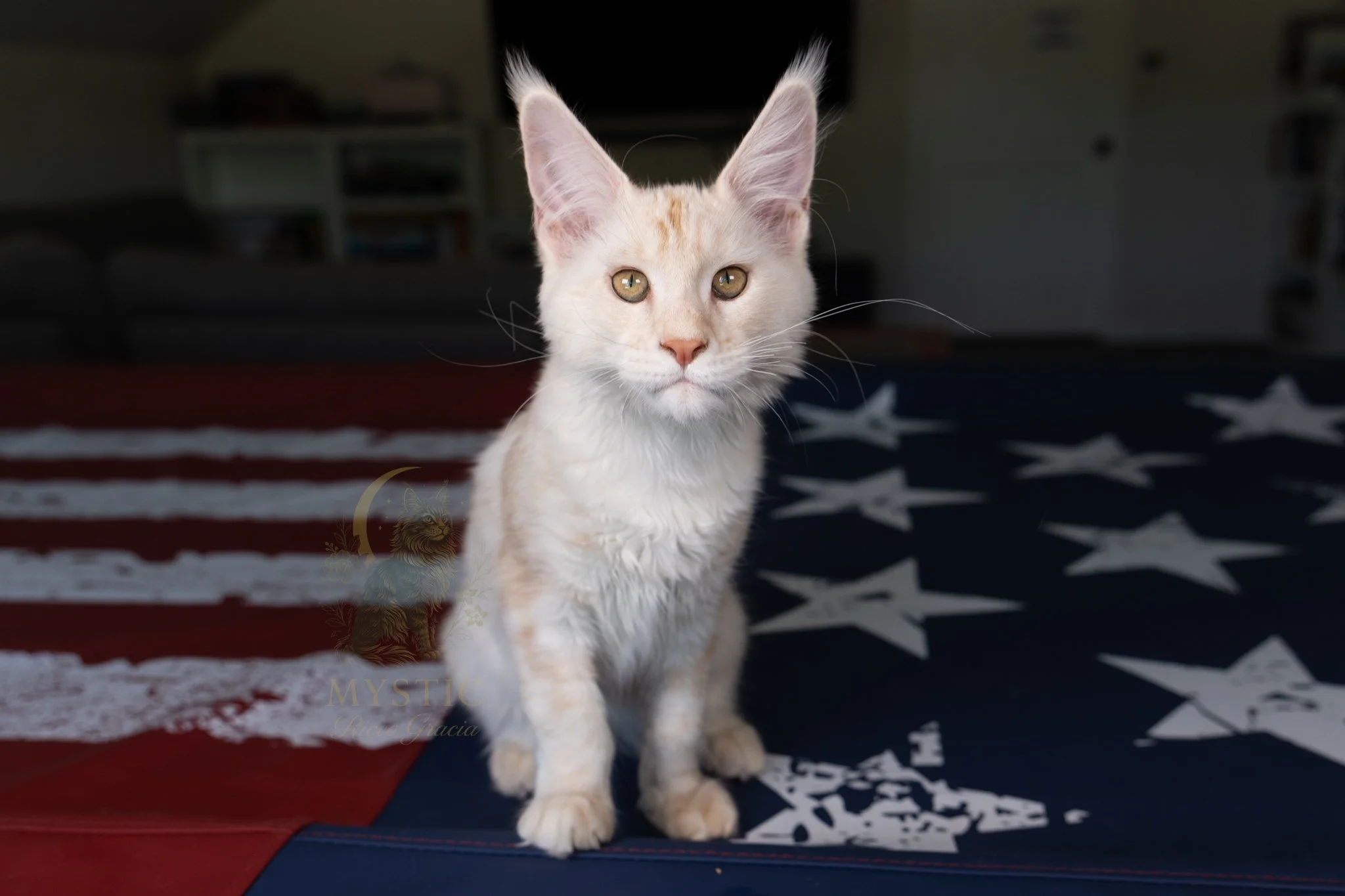 Why Maine Coon Cats Are Taking Over the Internet in 2026
