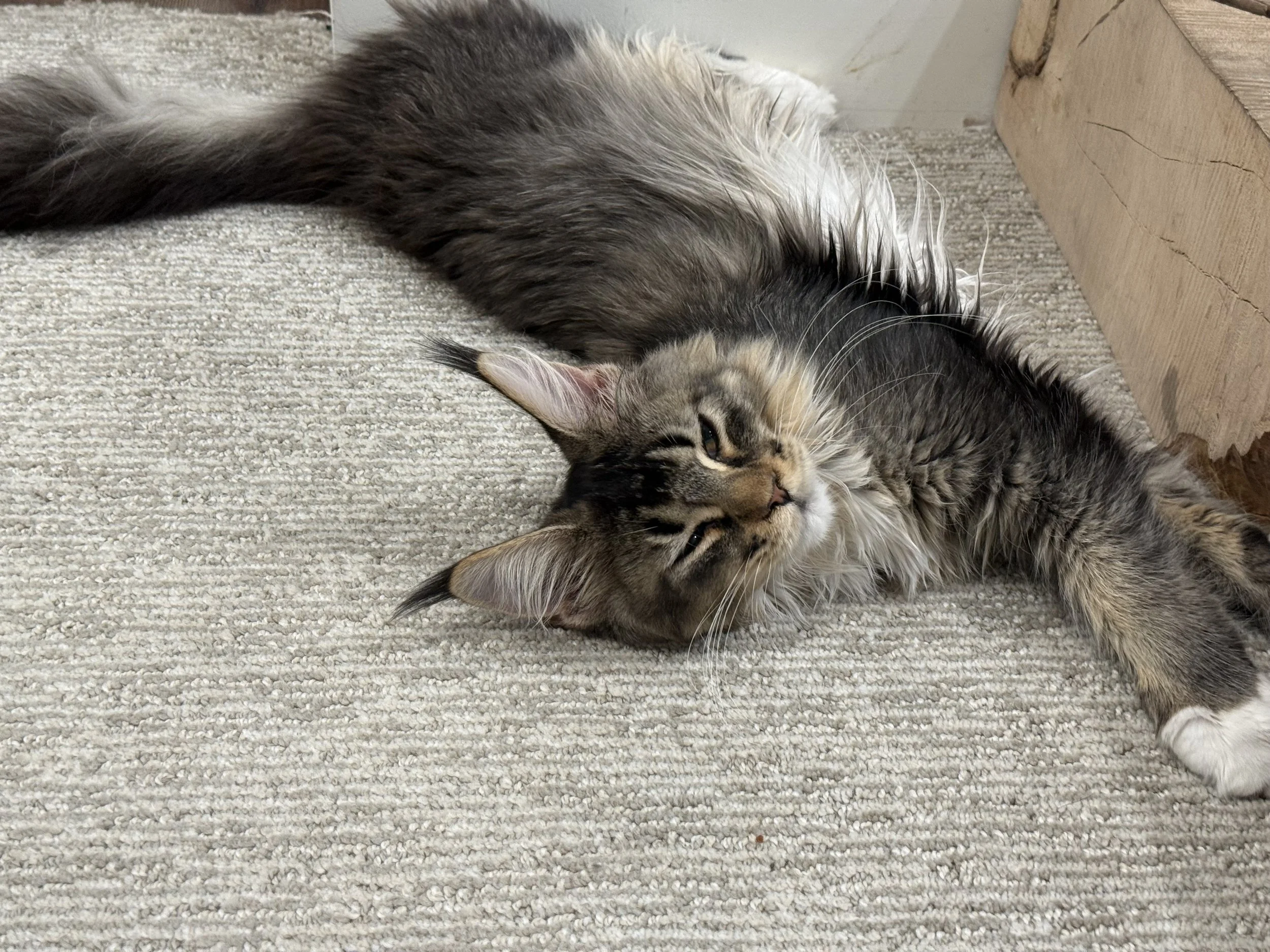 The Most Popular Maine Coon Colors: Which One Is Right for You?
