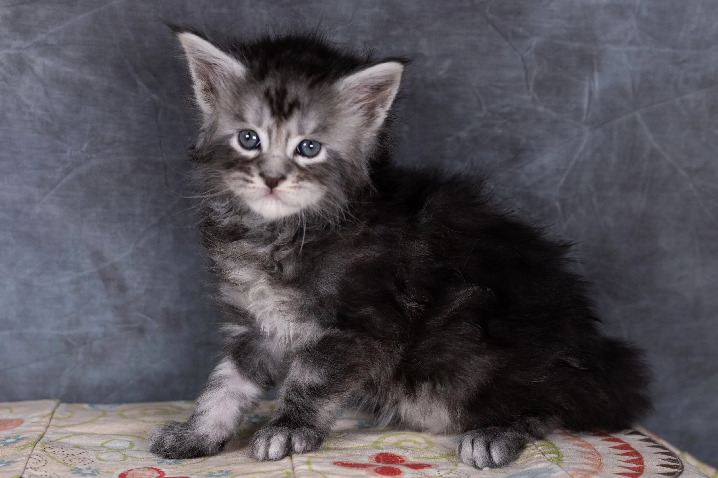  Why Maine Coons Make Exceptional Family Pets
