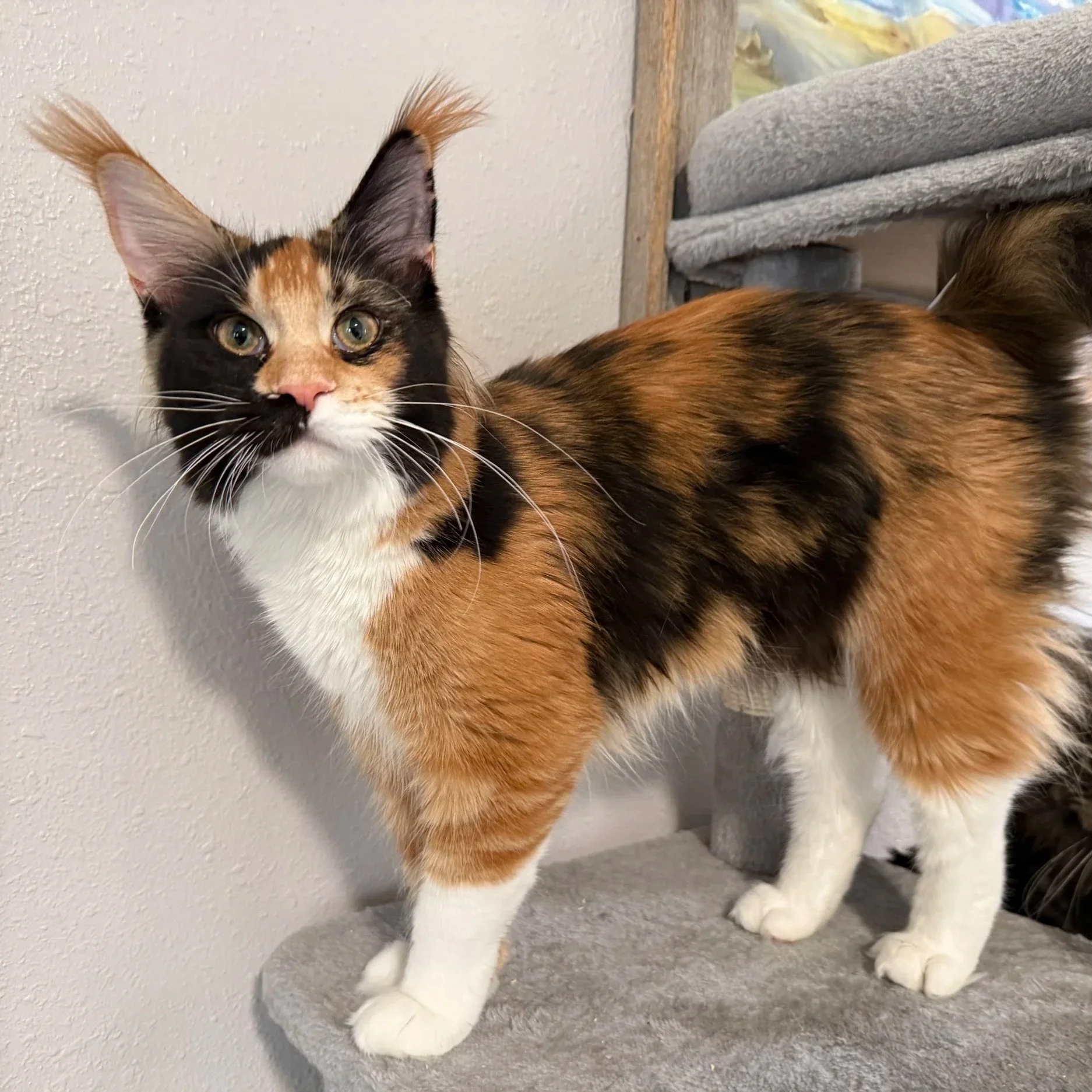 Penelope - Future Queen