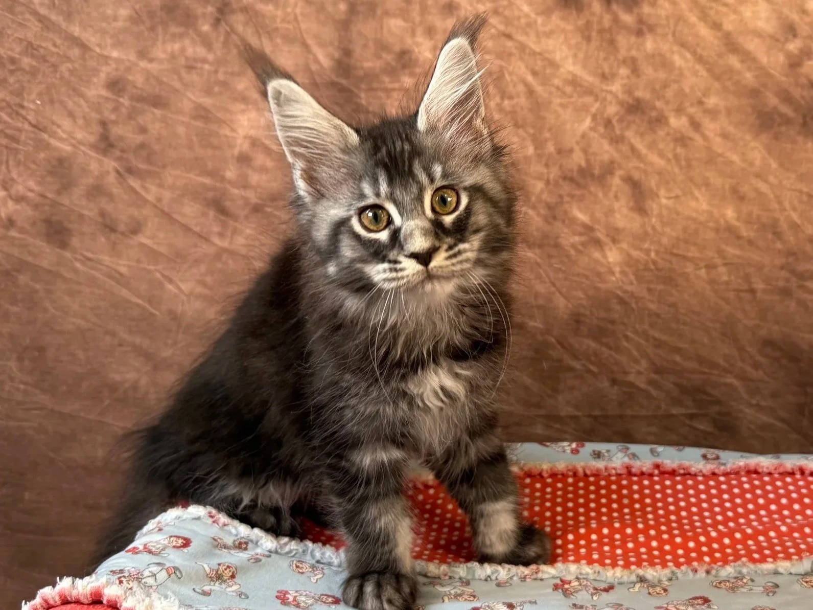 Uma - Female - Reserved