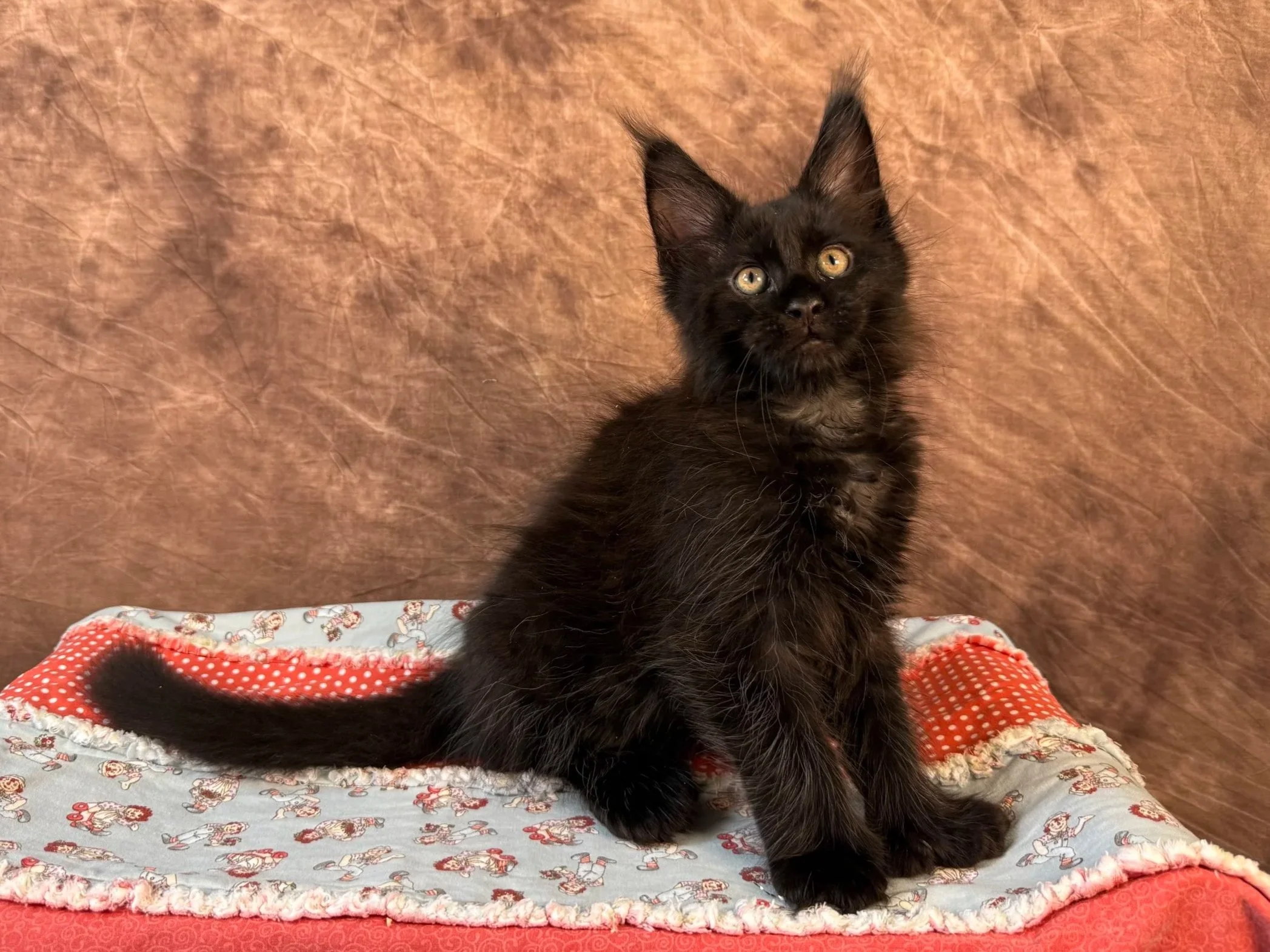 Uranium - Polydactyl Male - Reserved