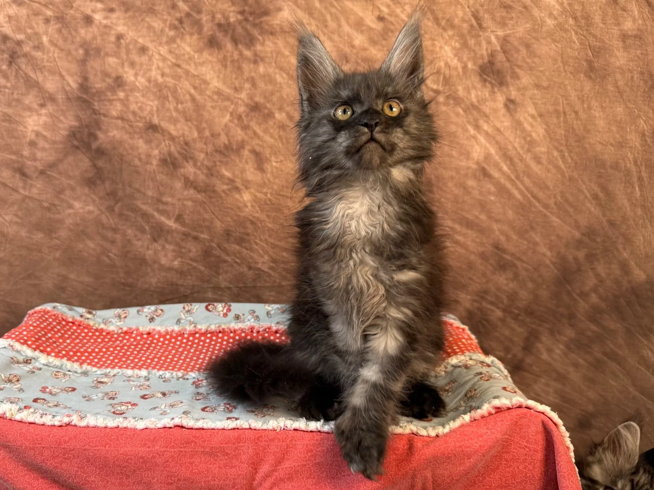 Una - Female - Reserved