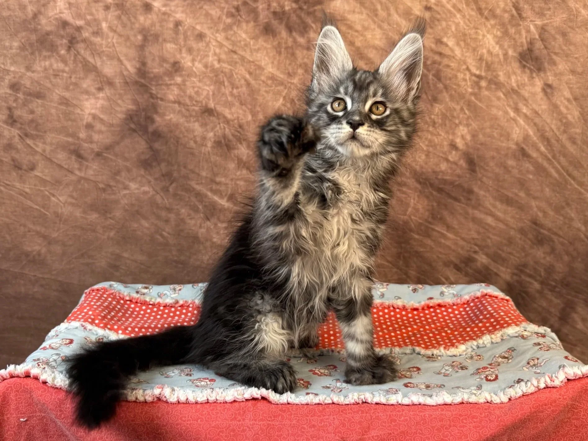 Ulysses - Polydactyl Male - Reserved