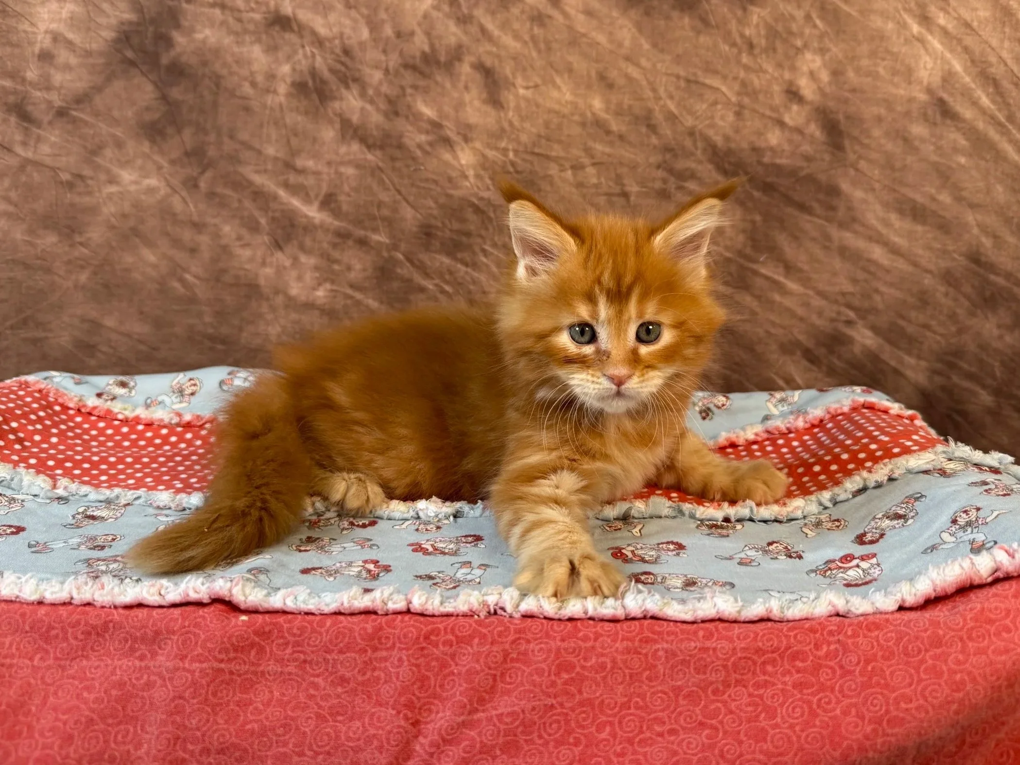 Veda - Female - Reserved
