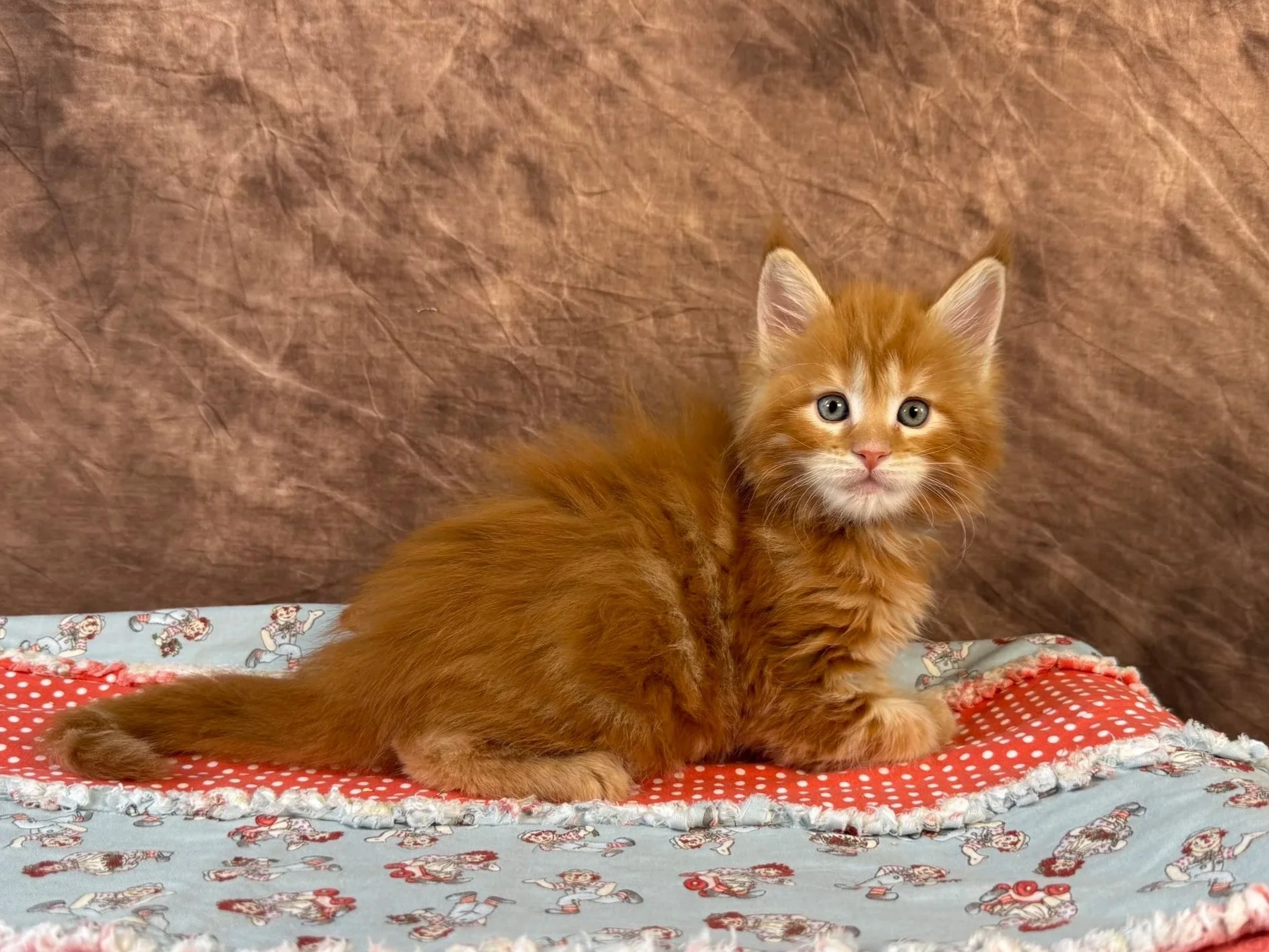 Vito - Male - Reserved