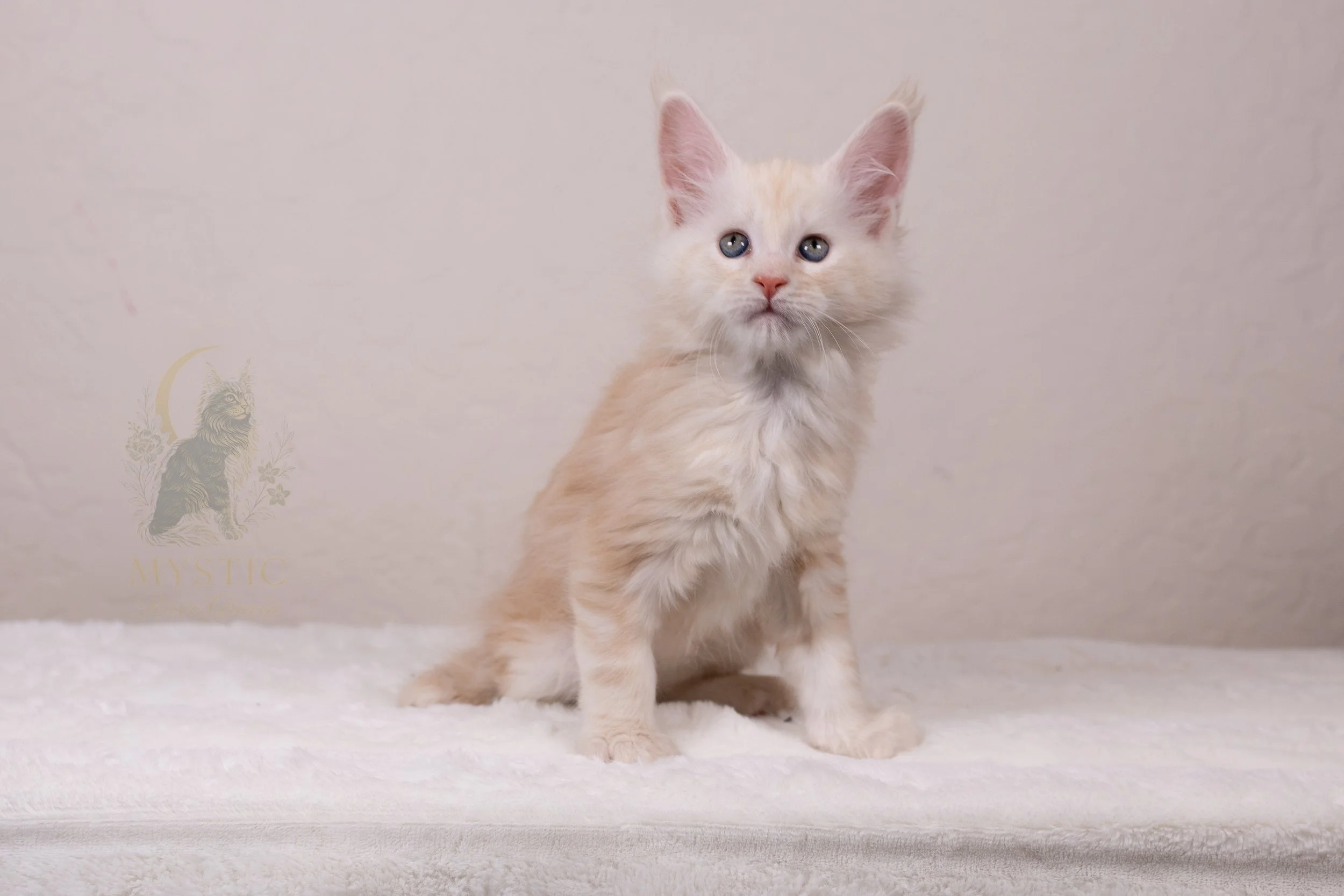 Troy - Male - Available