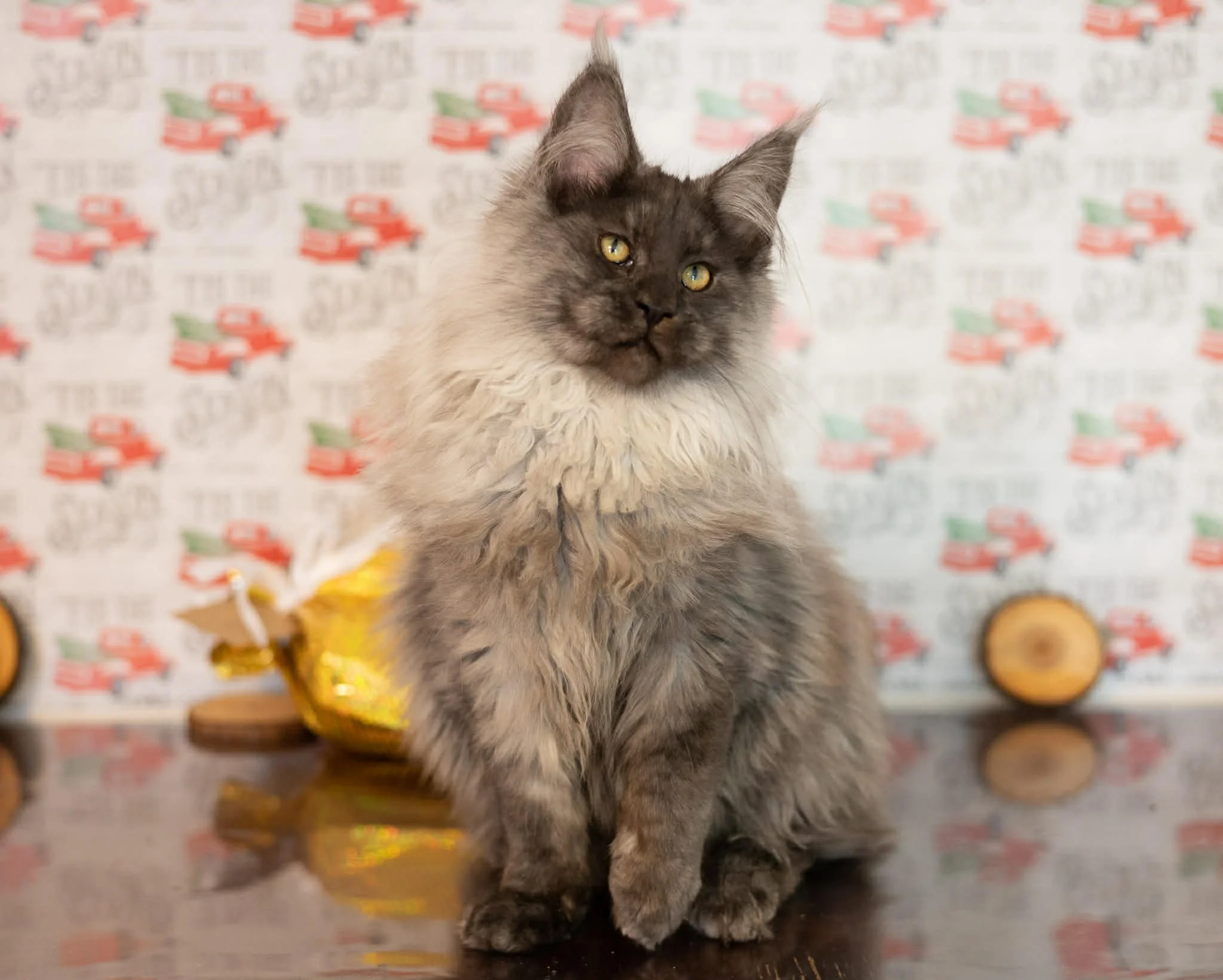 Rajah - Future Queen