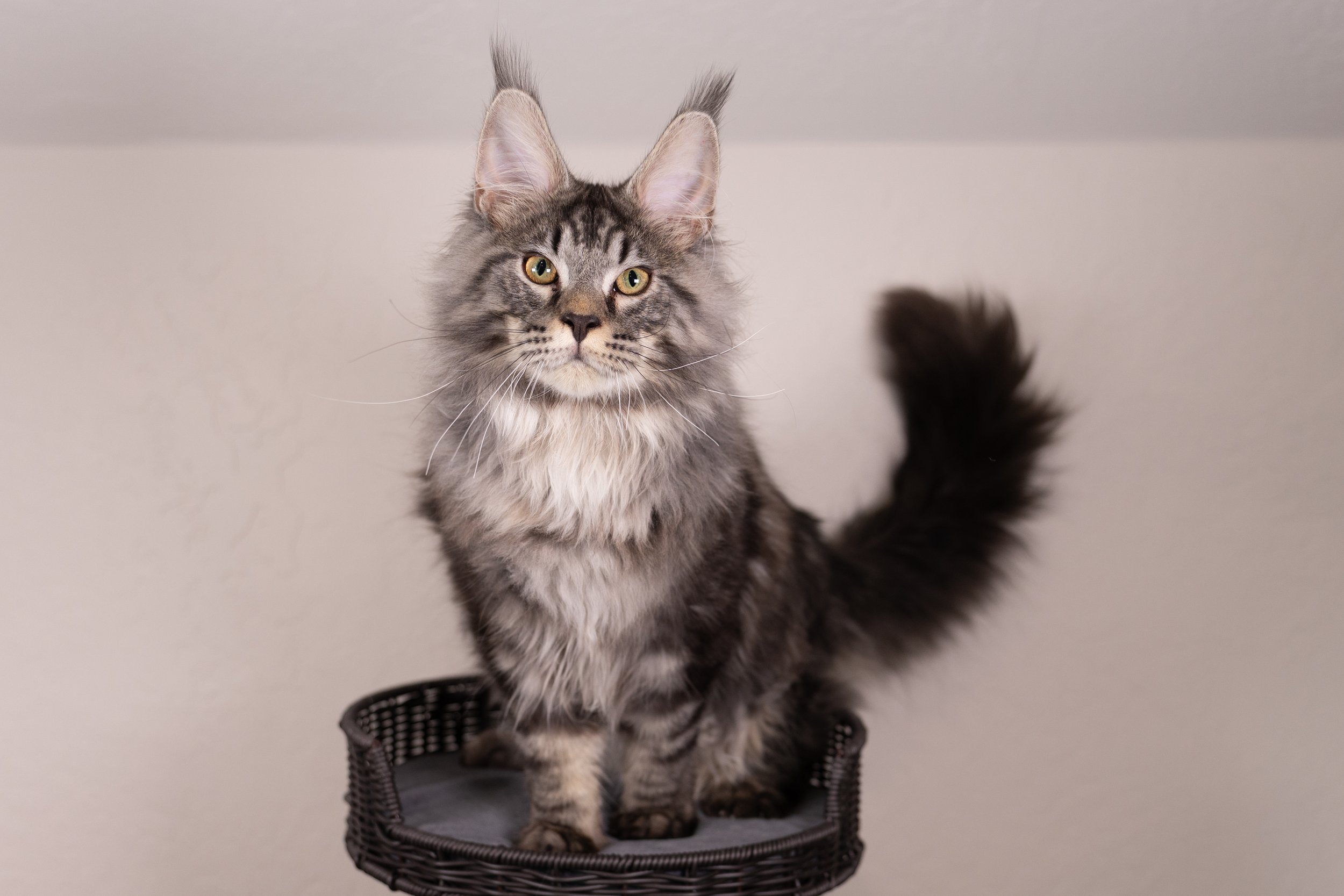 Meeko