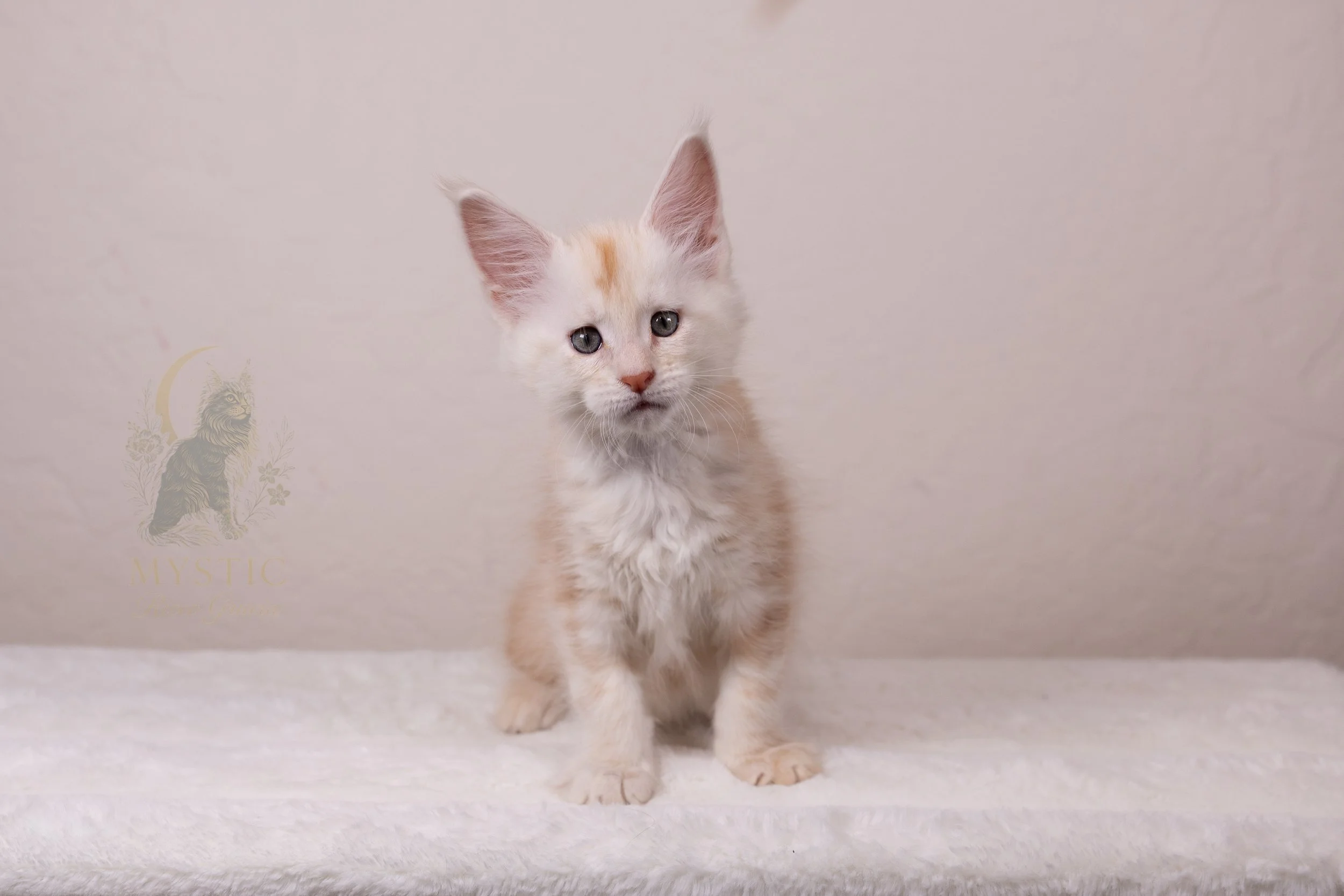 Trinity - Female - Available