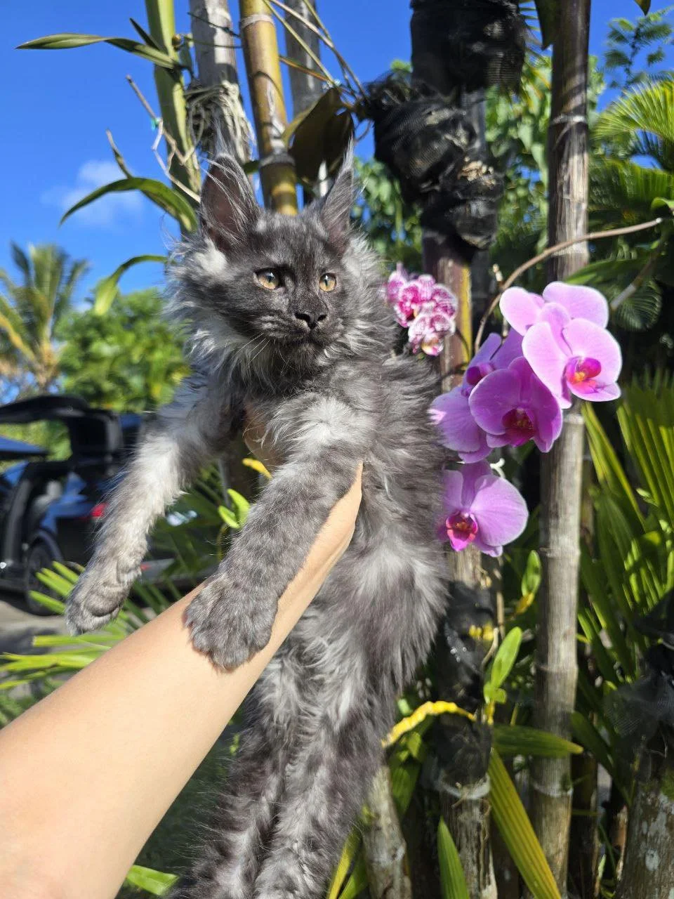 Victoria - Future Queen