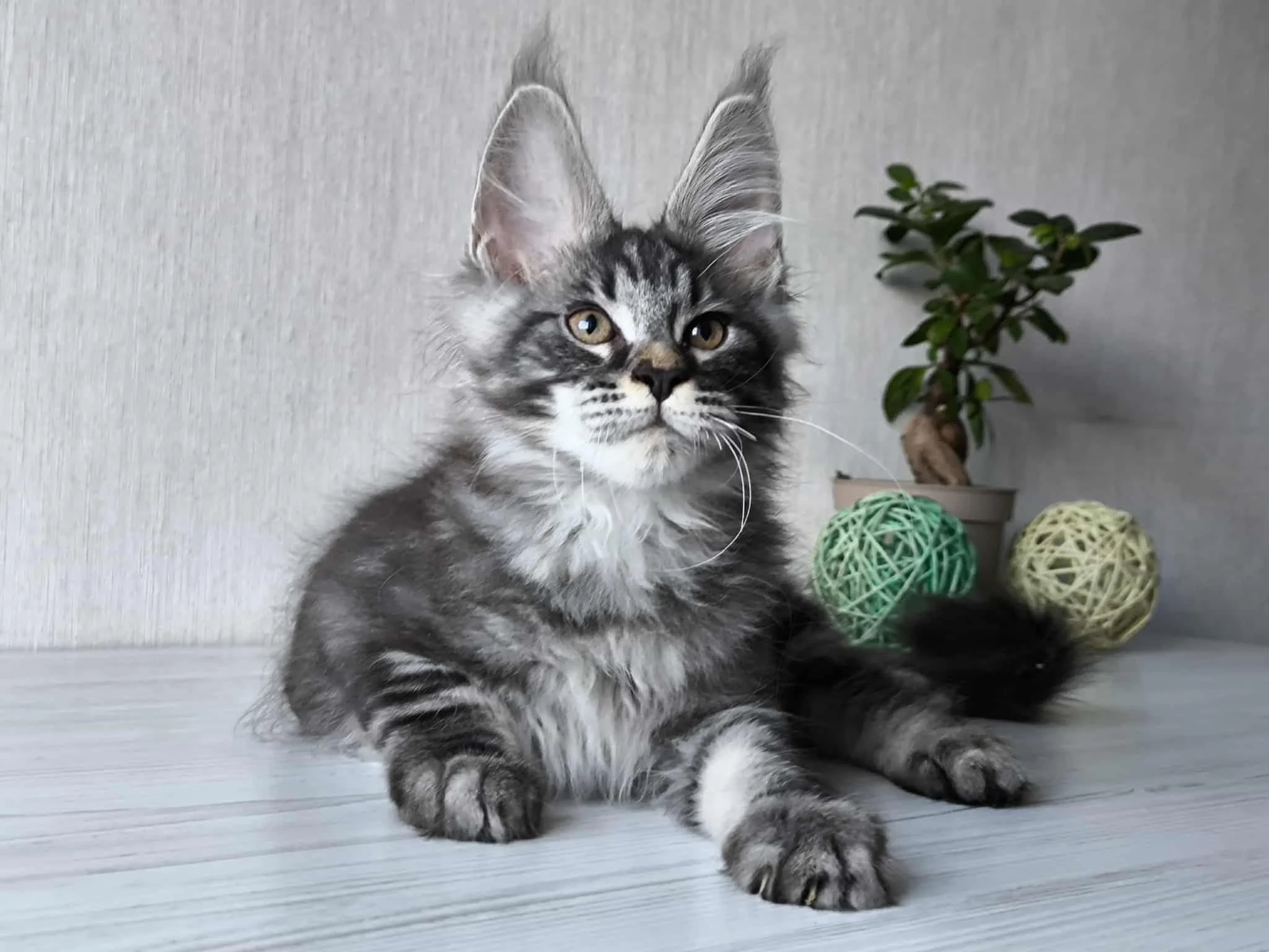 Meeko - Future King