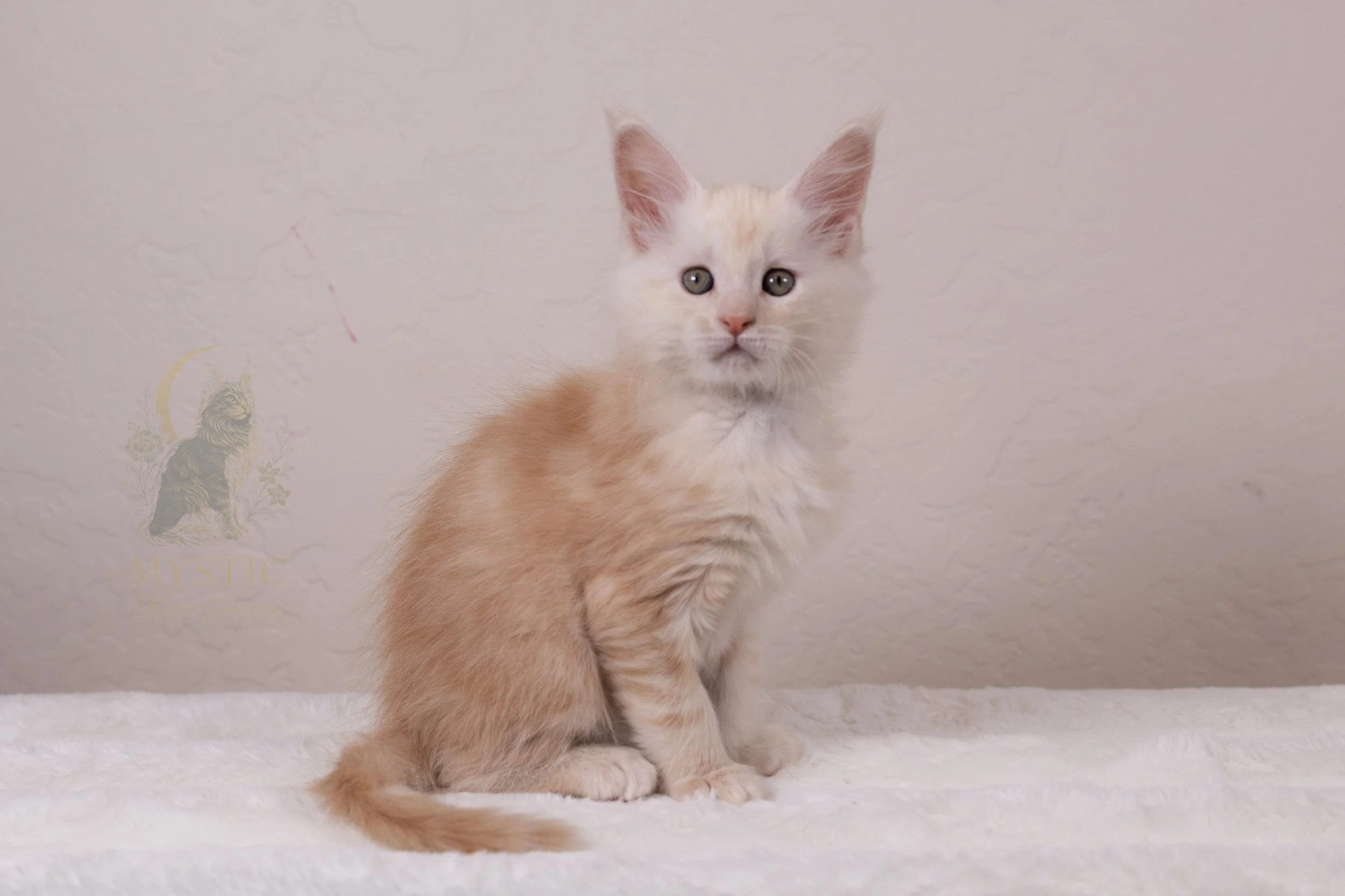 Tarantino - Male - Available