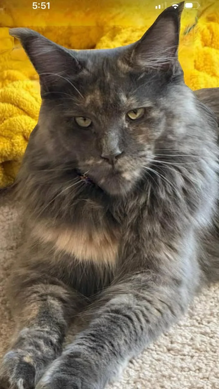 A Simple Guide to Maine Coon Colors: Understanding This Breed’s Beautiful Variety