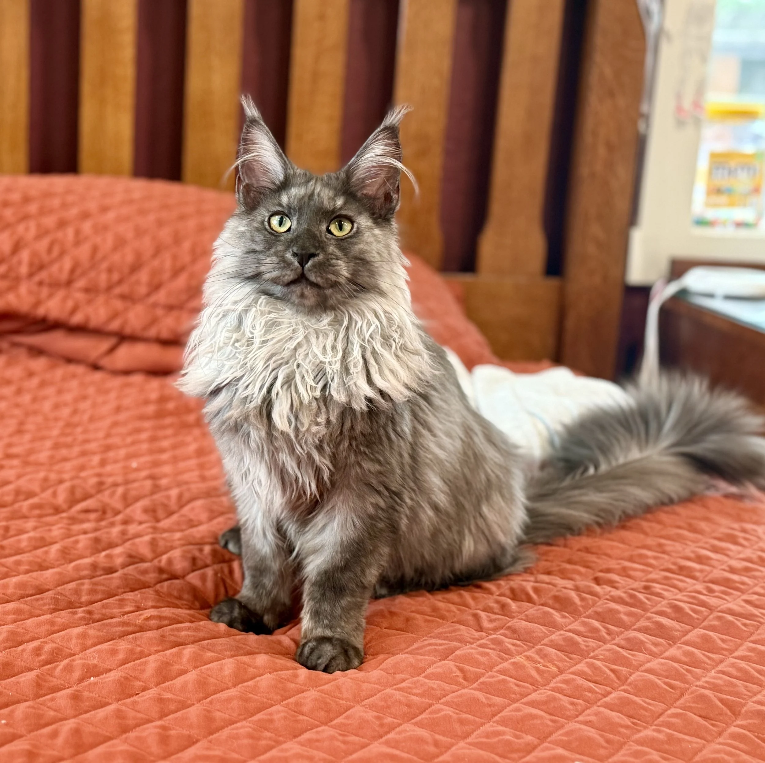 Rajah - Future Queen