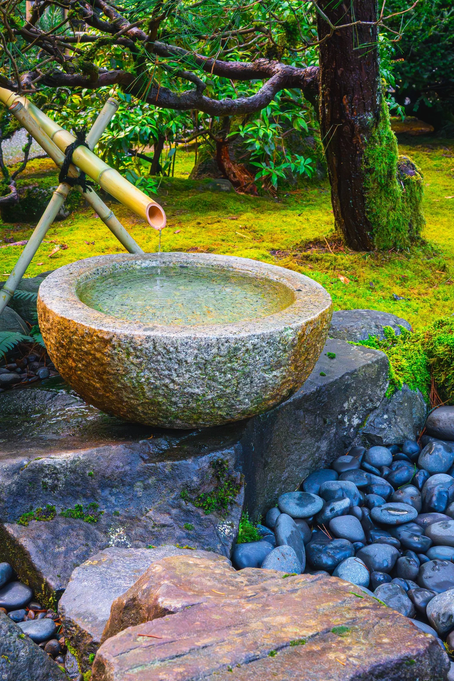 Tai Chi - Tuesday Membership