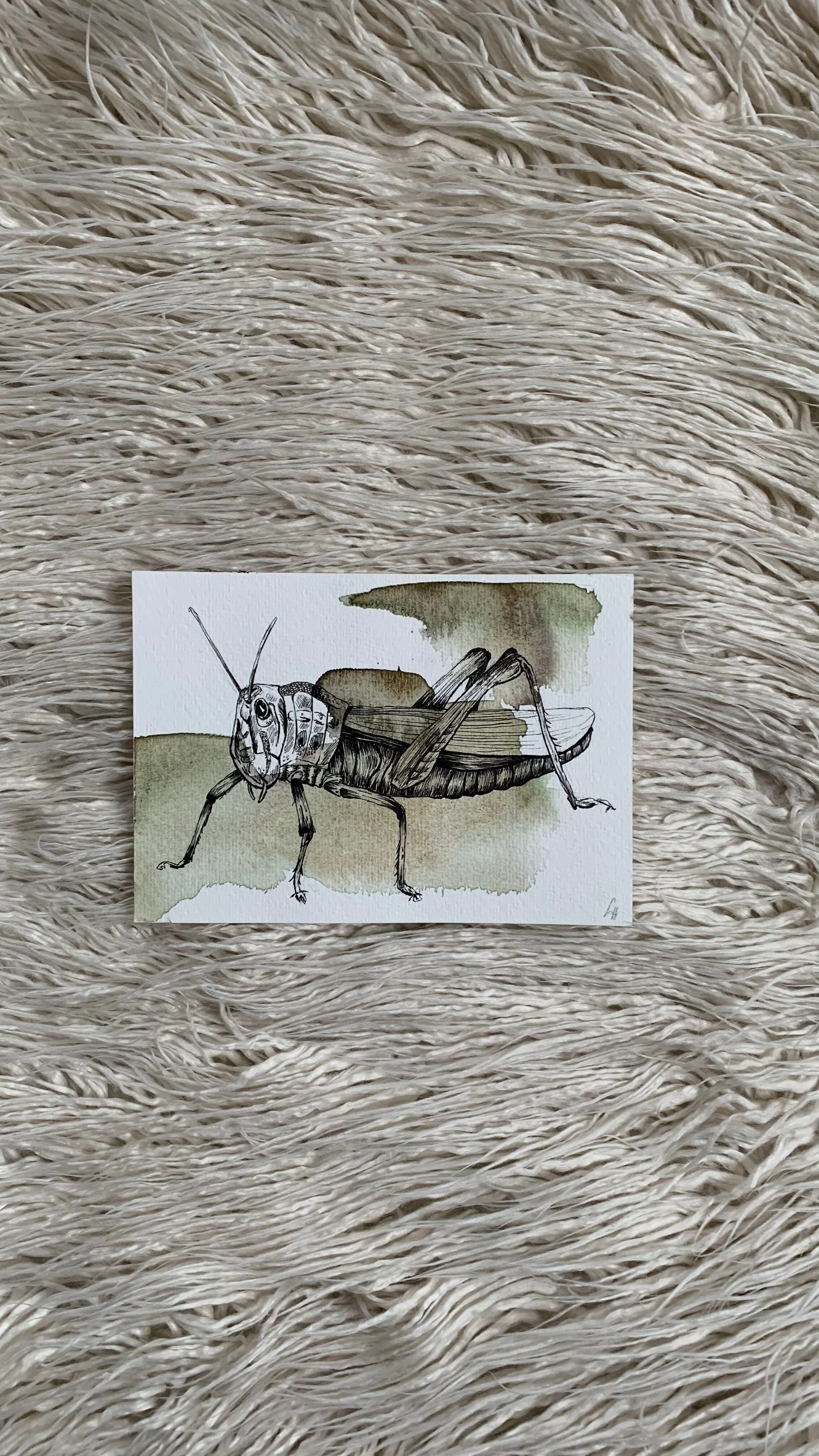 Zeichnung einer Grille auf einem weißen Blatt, im Hintergrund grüne und braune Aquarellflecken.