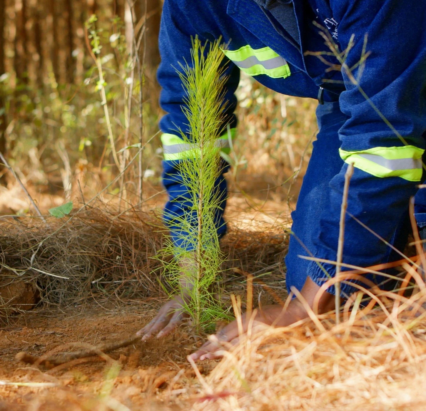 Person planting a small pine tree in a forested area, wearing a blue jacket with reflective stripes.