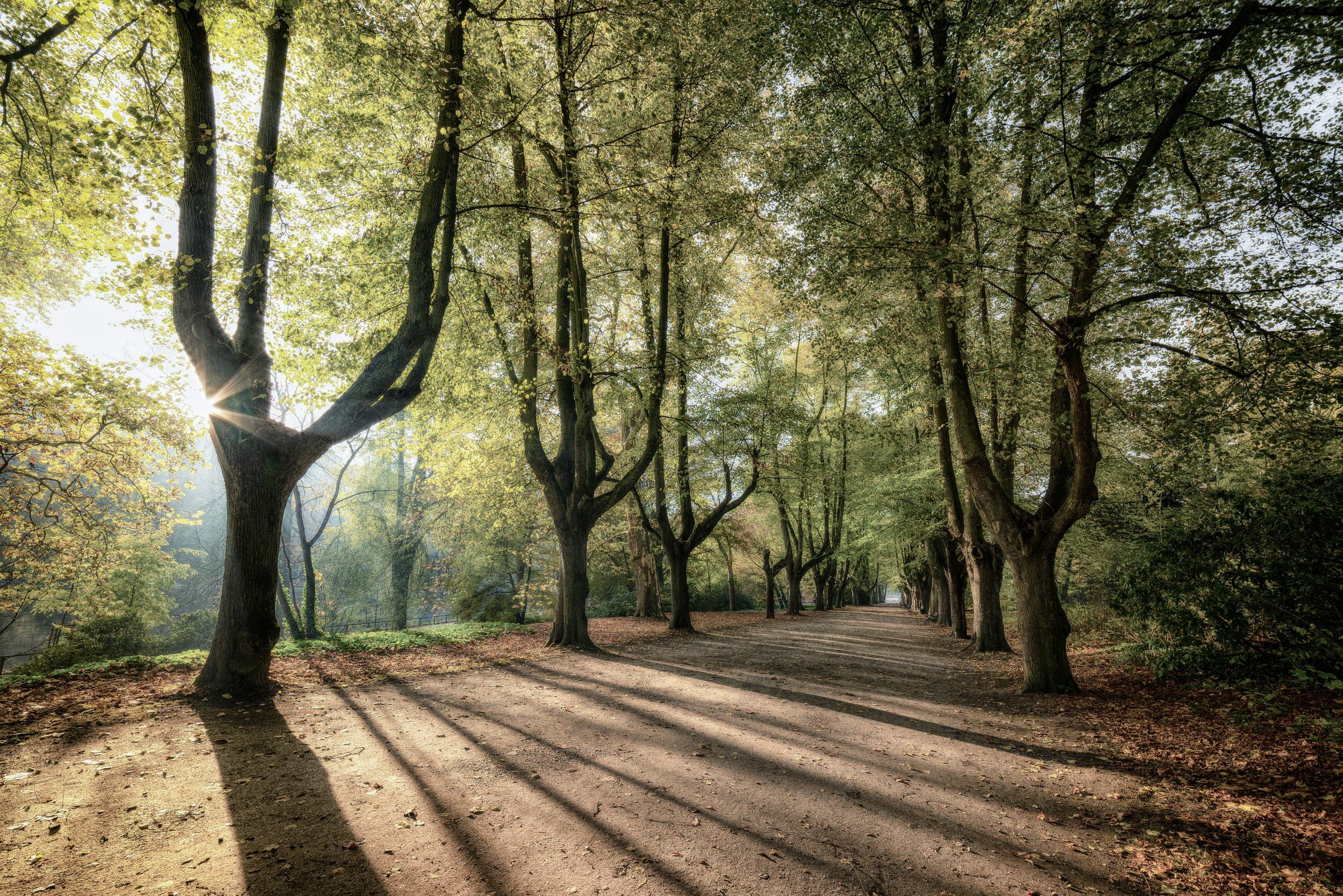 A dirt path lined with leafless trees casting long shadows in a forest during sunrise or sunset.