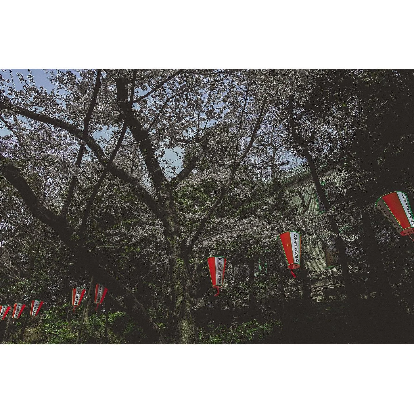 &bdquo;What a strange thing! To be alive beneath cherry blossoms&rdquo; ― Kobayashi Issa

#japan_of_insta #sakuraseason #hanami #hanamilovers #japan #japanese #花見 #東京 #streetphotography #artphotography #tokyostreetphotography #tokyostreetstyle #花明かり 