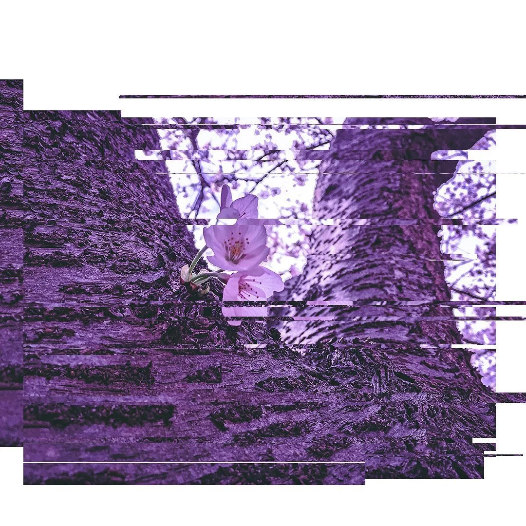 &bdquo;A flower blossoms for its own joy&rdquo; ― Oscar Wilde

#japan_of_insta #sakuraseason #hanami #hanamilovers #japan #japanese #花見 #東京 #streetphotography #artphotography #tokyostreetphotography #tokyostreetstyle #花明かり