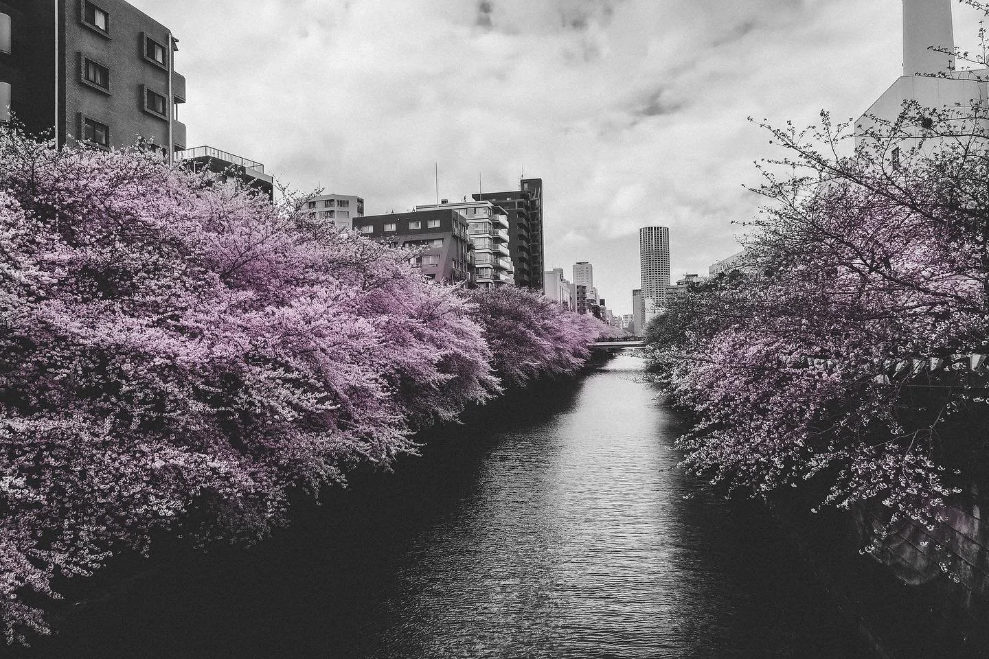 &bdquo;They are not long, the days of wine and roses: Out of a misty dream. Our path emerges for awhile, then closes within a dream&rdquo; ― Ernest Dowson 

#japan_of_insta #sakuraseason #hanami #hanamilovers #japan #japanese #花見 #東京 #streetphotograp