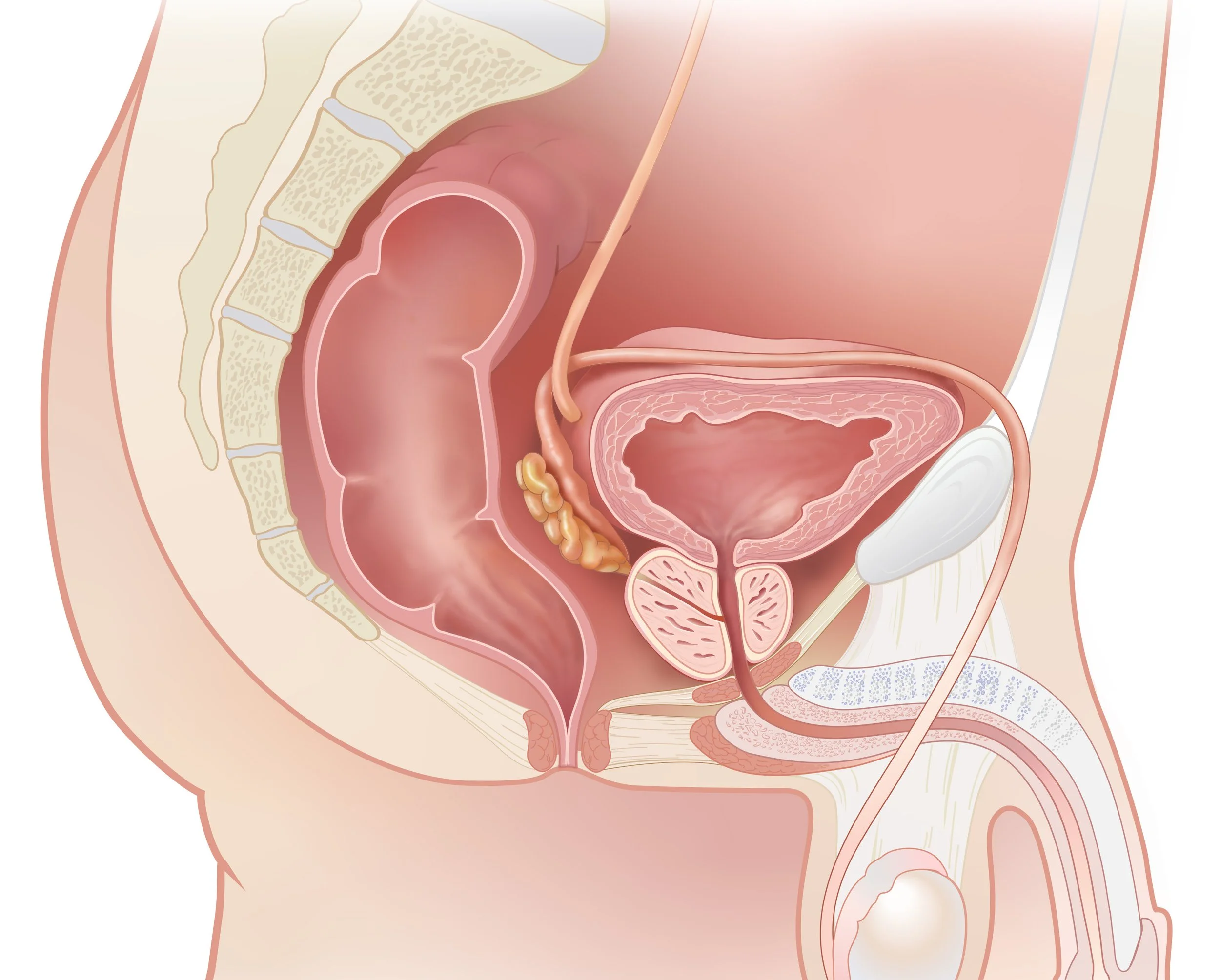 Normal Prostate Anatomy Final Base.jpg