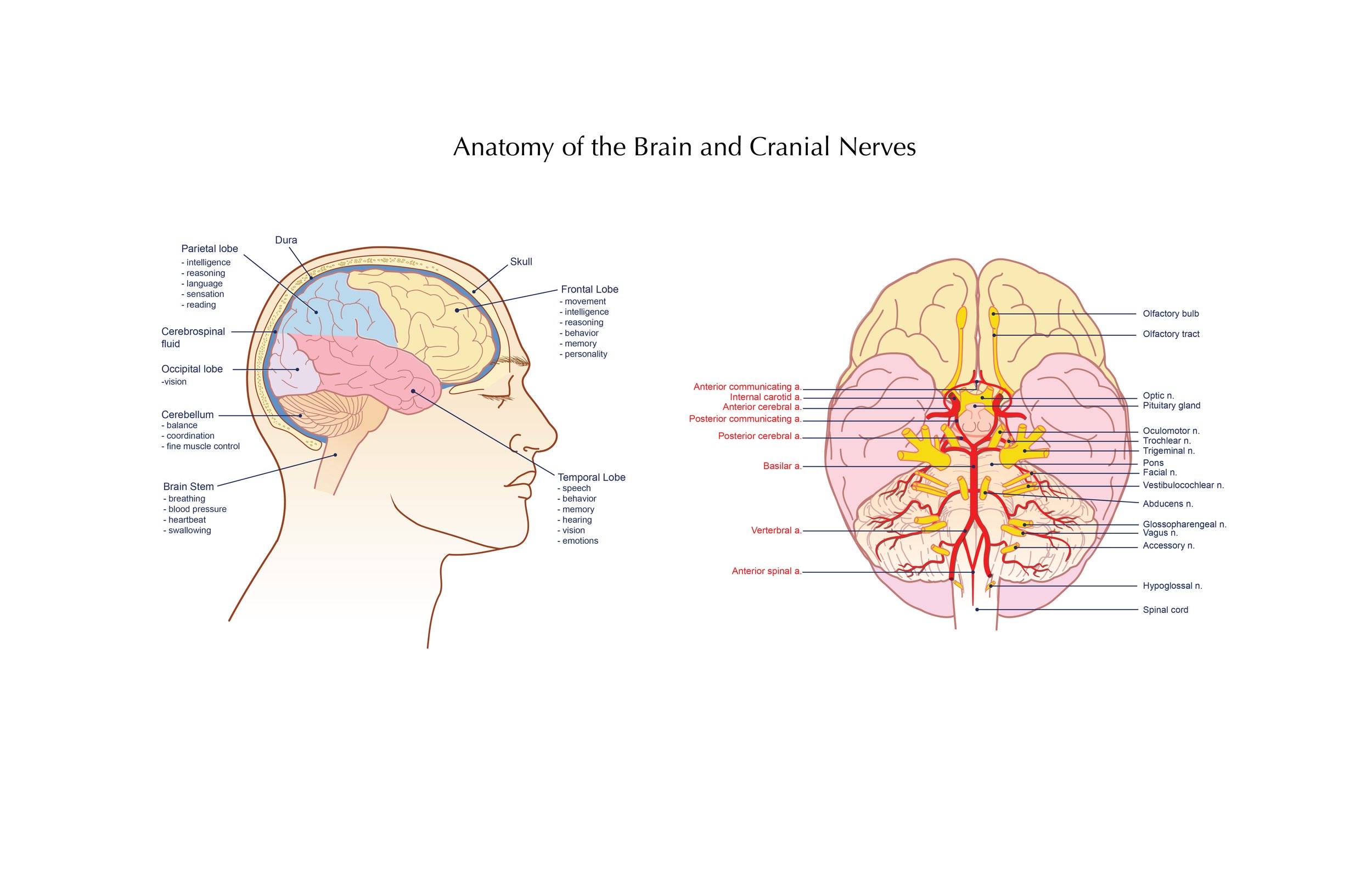 Instructional Series_Brain.jpg