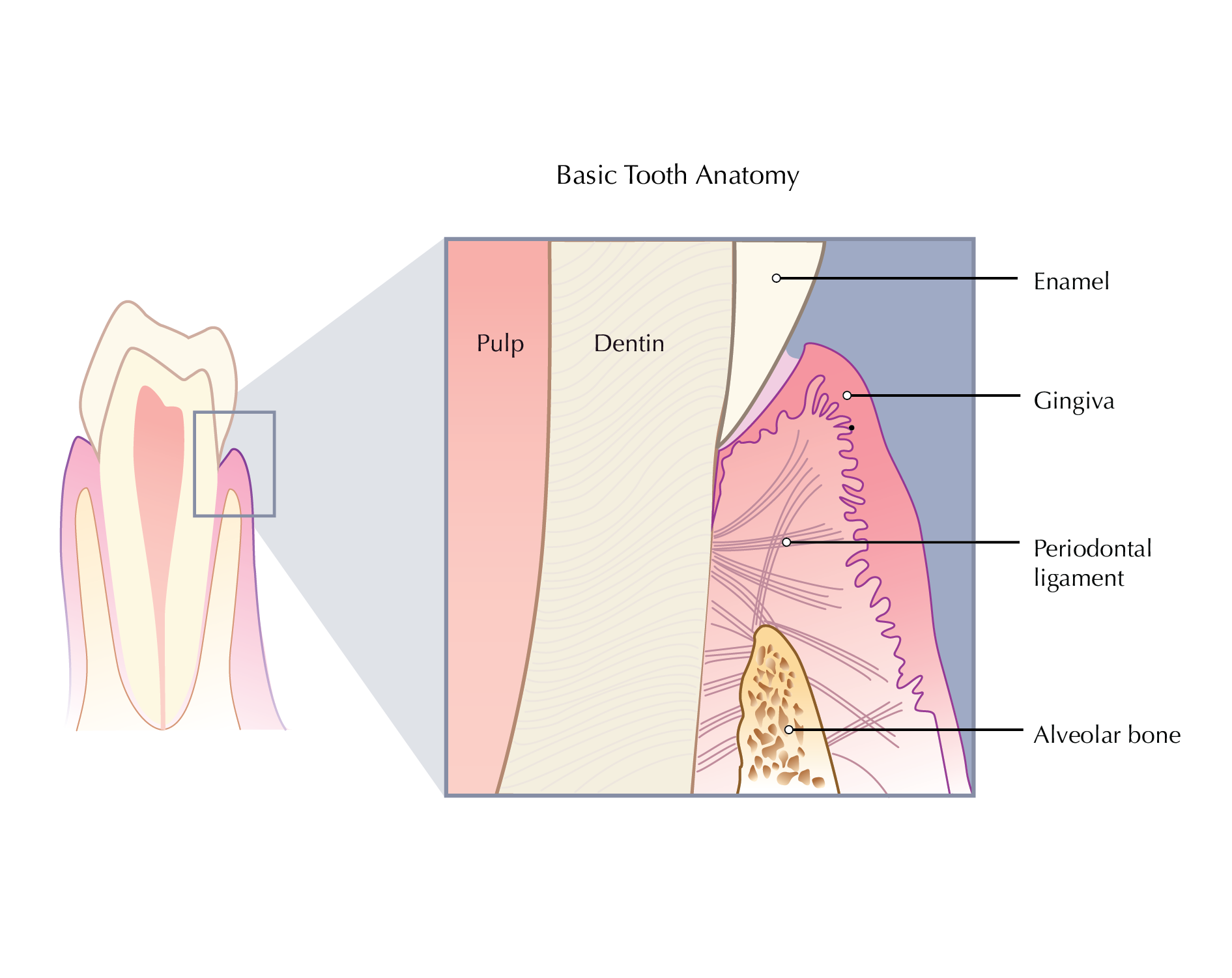 New Illustrations for SquareSpace_Dental.png
