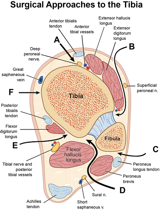 Ankle Cross Section.png
