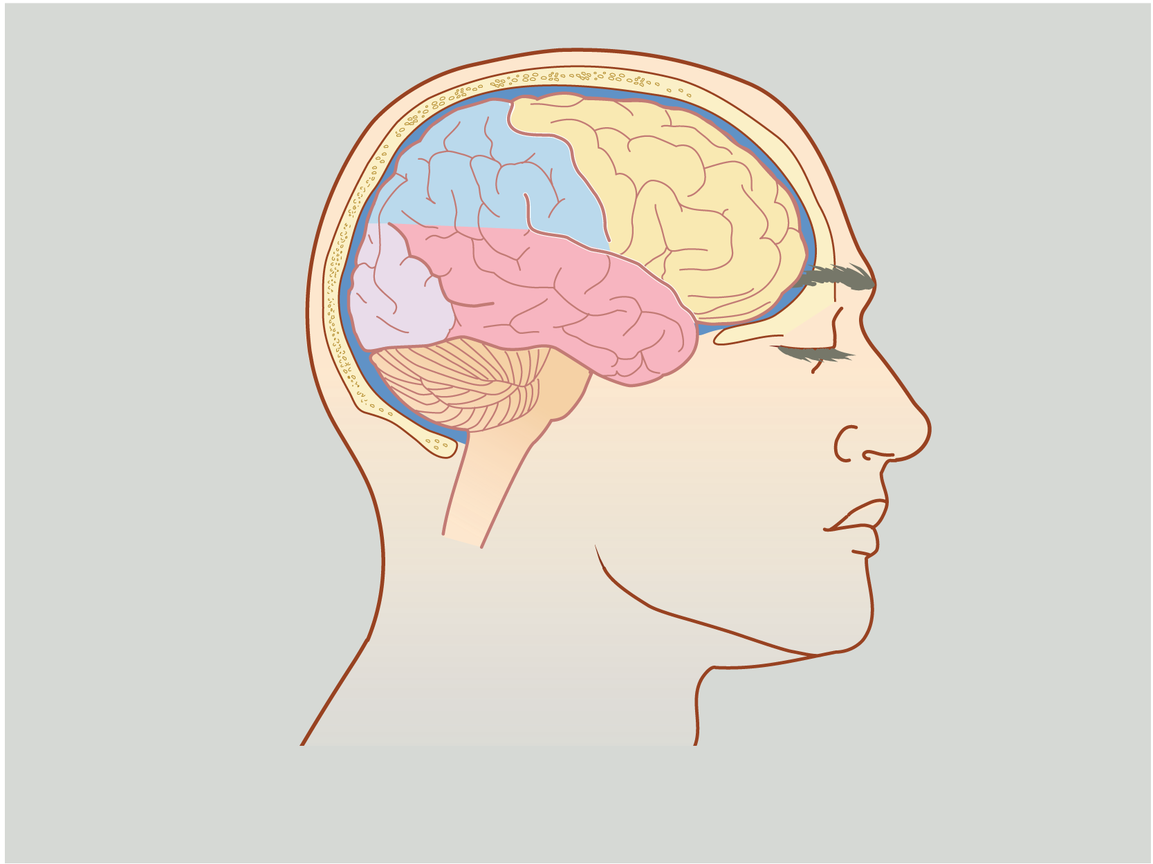 Brain Pt. Ed-01.png