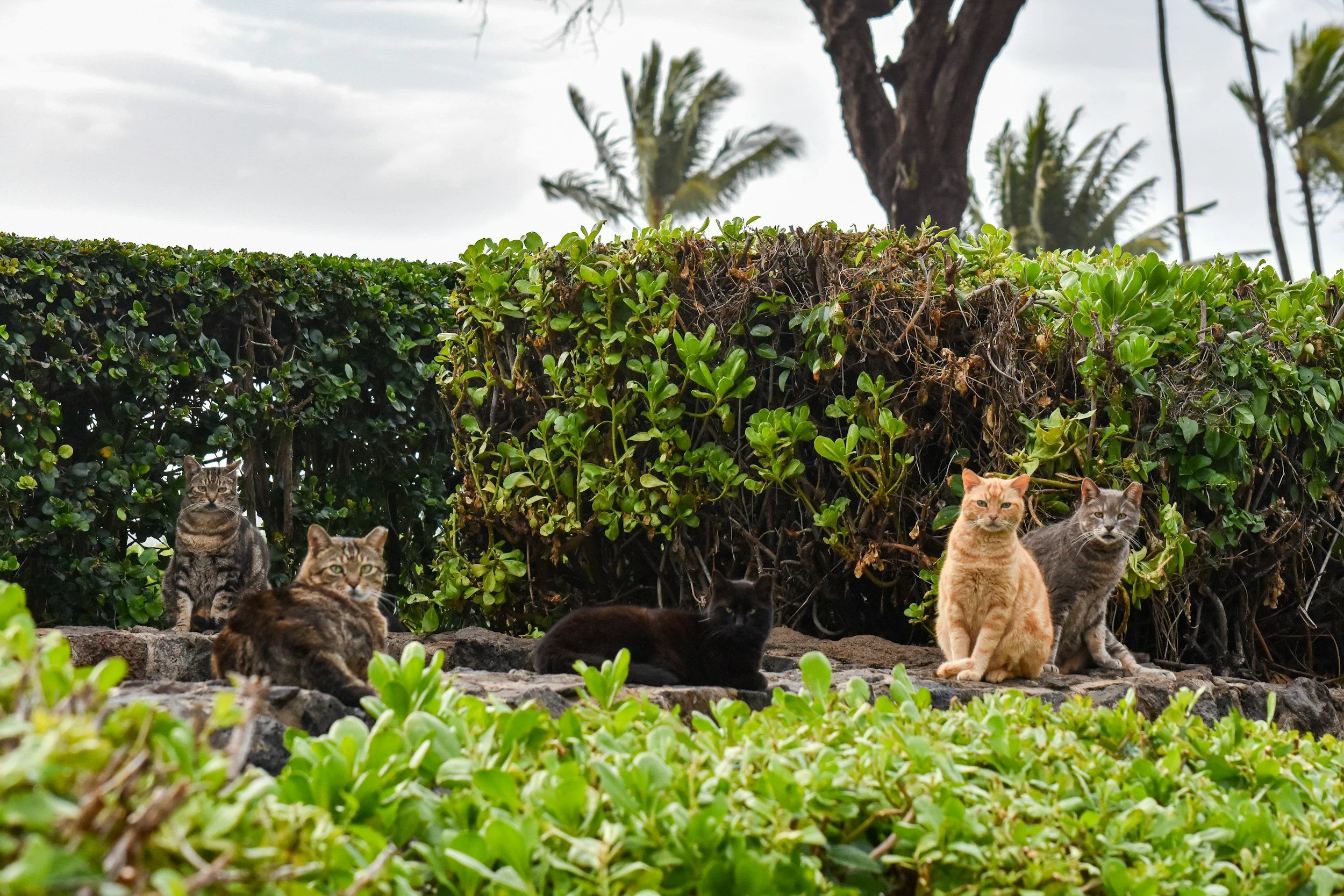 Group of cats sitting and lying on rocks and greenery outdoors, with large trees and cloudy sky in the background.