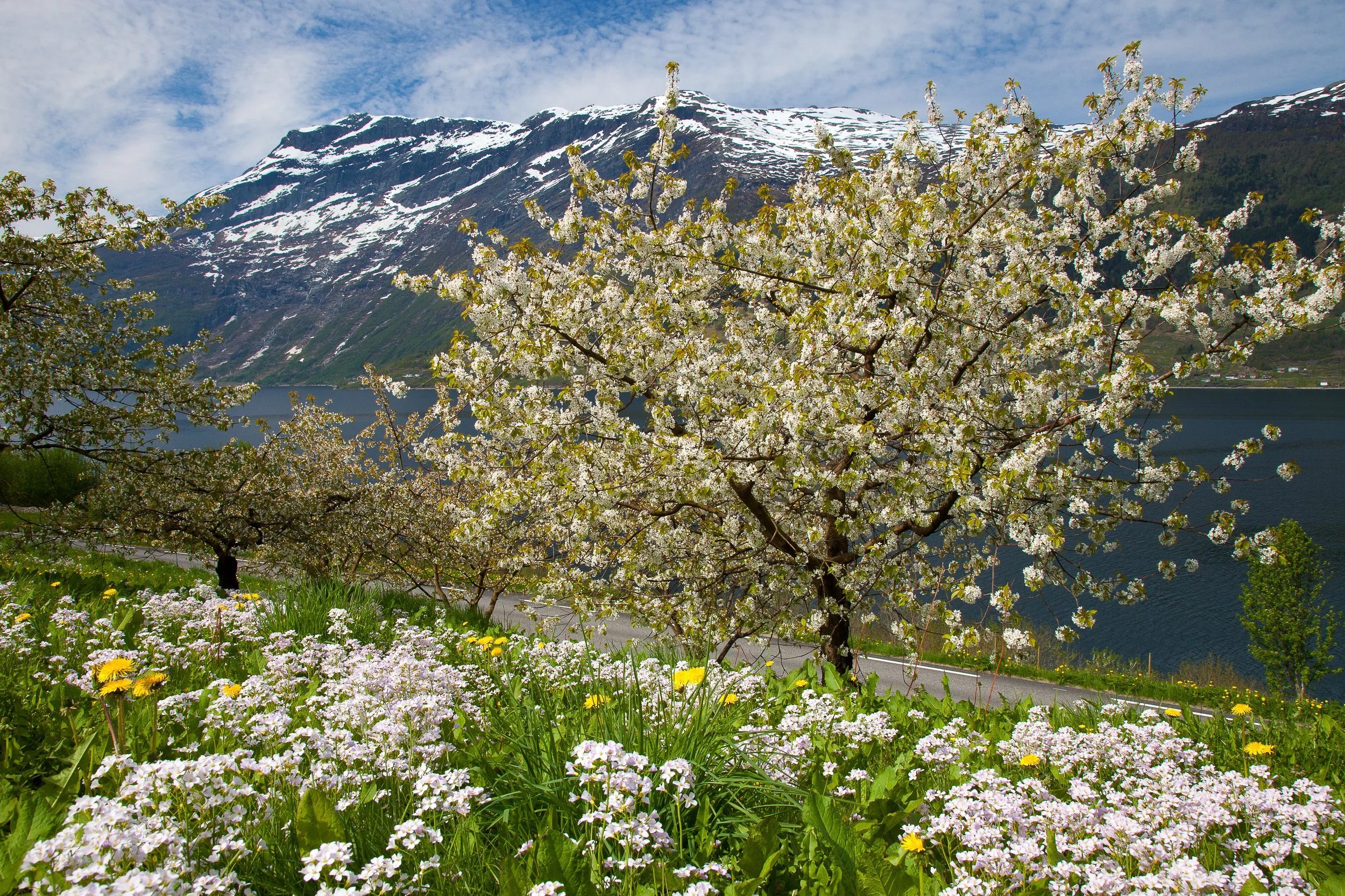 Fruit blossom above the Hardangerfjord, with snow-streaked mountains mirrored in the calm fjord below.