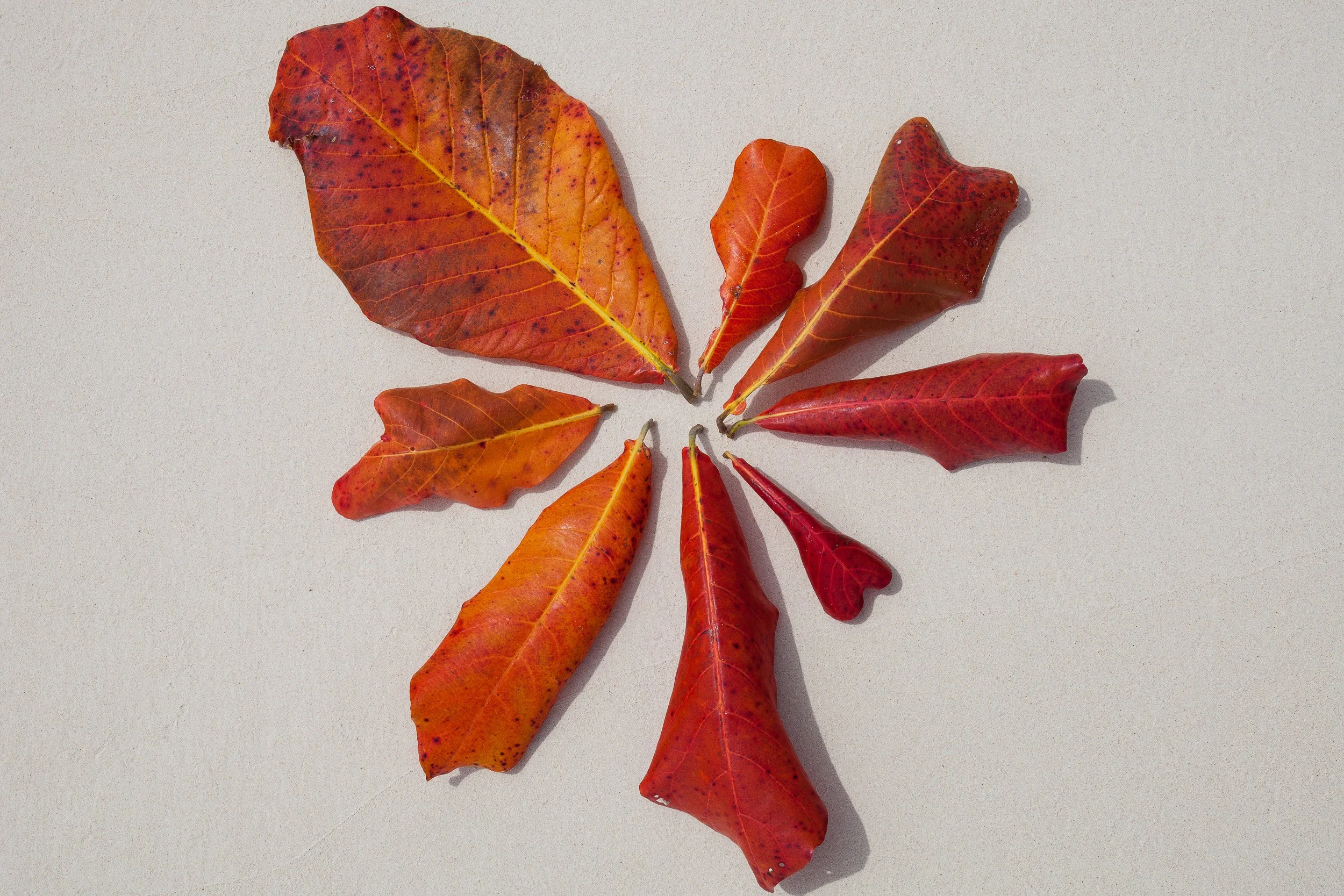 Colourful tropical leaves in shades of red and orange arranged in a circular pattern on pale beach sand in the Seychelles.