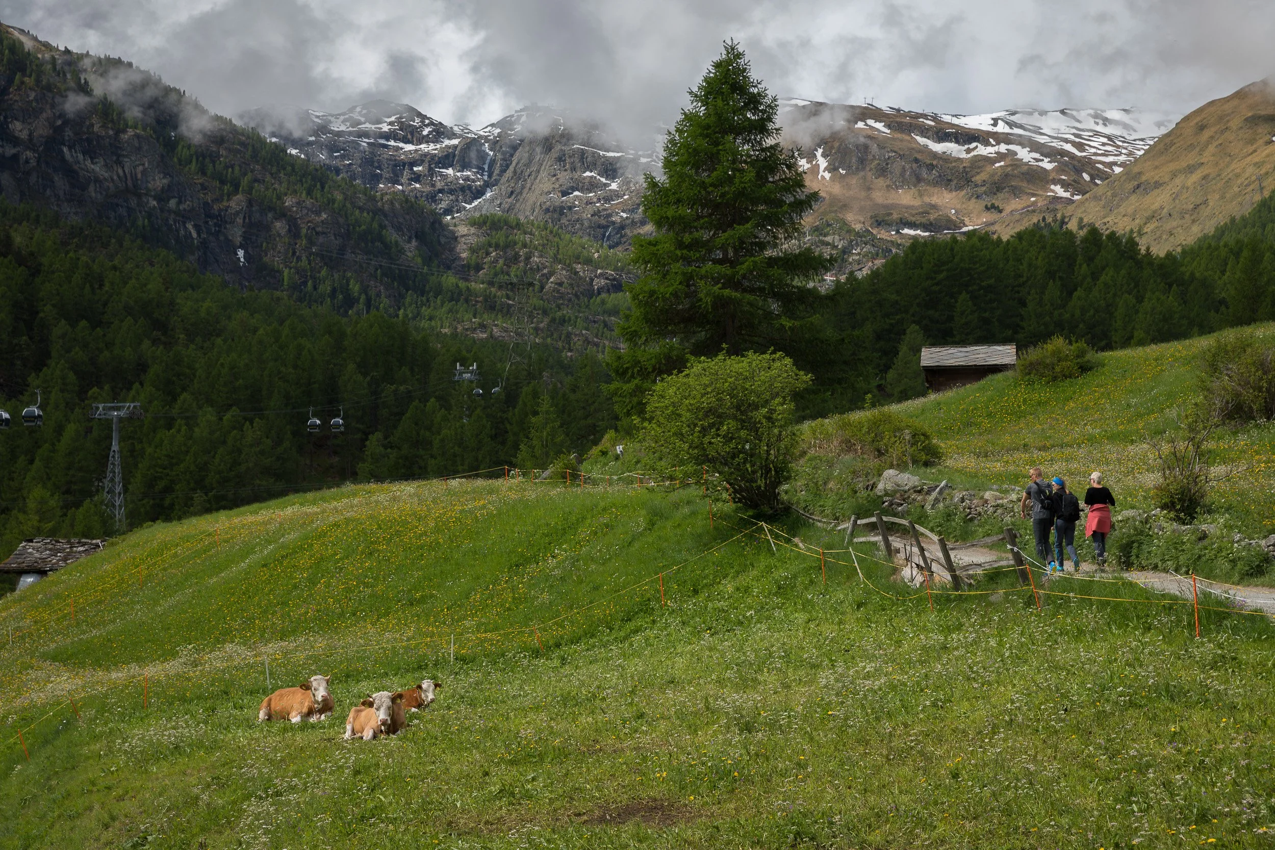 Grazing cows and hikers crossing a flower-rich alpine meadow above Zermatt, backed by dark forests and misty mountain peaks.