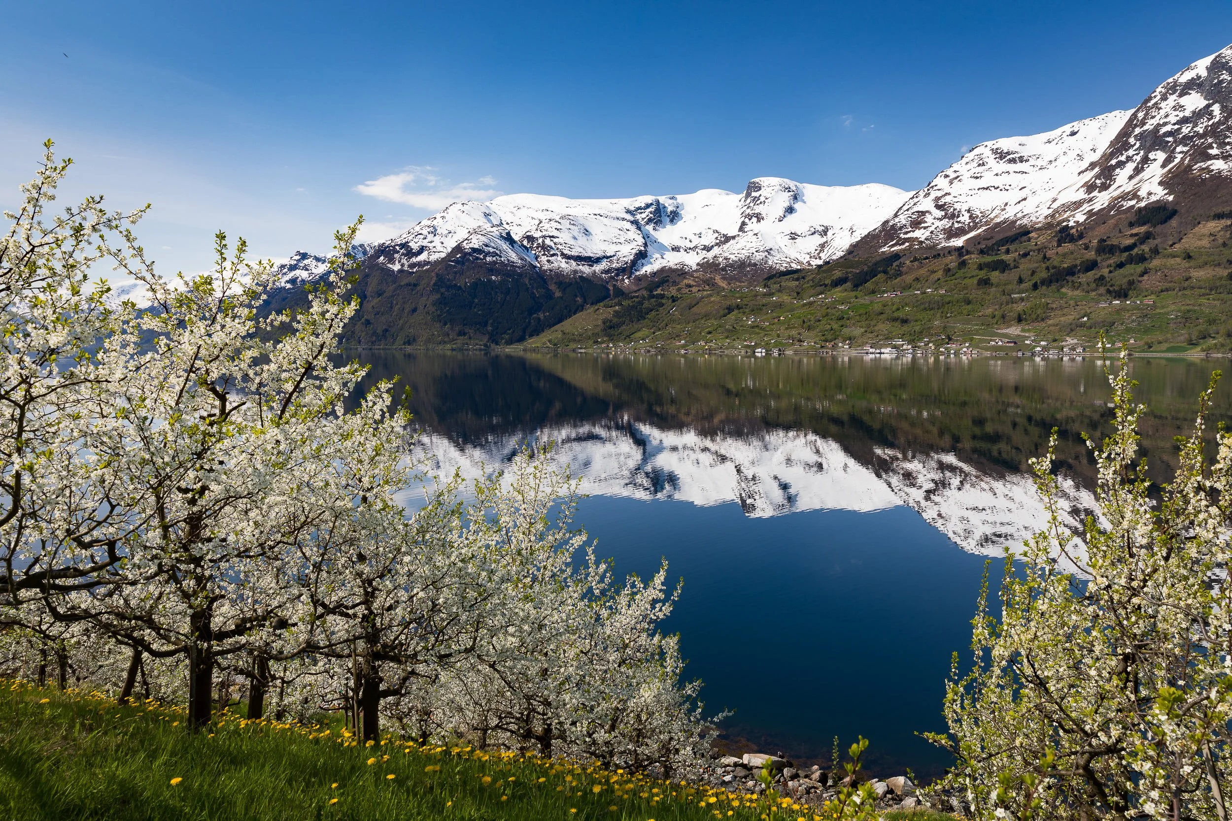Blooming fruit trees above the Hardangerfjord, where still water turns the mountains into a clear reflection.