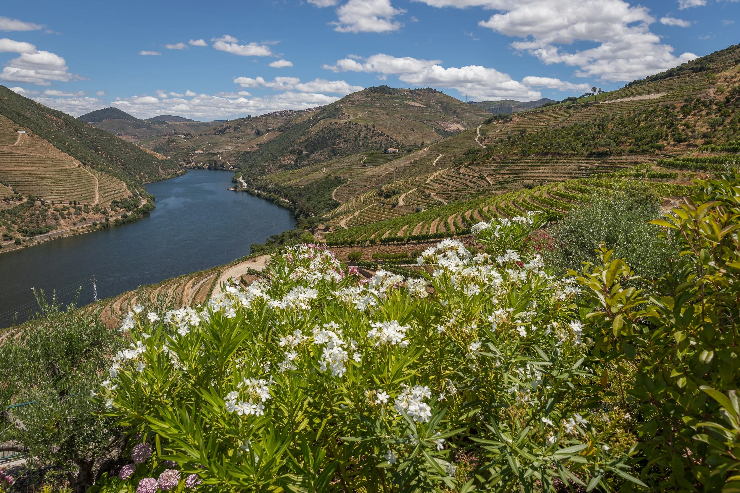 White flowers frame a wide view of the Douro Valley, where vineyards and hills follow the curve of the river.