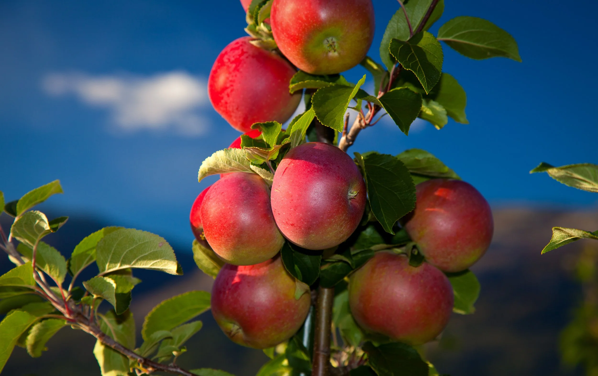 Ripe apples in late-season light, with the Hardangerfjord softly blurred behind the branches.